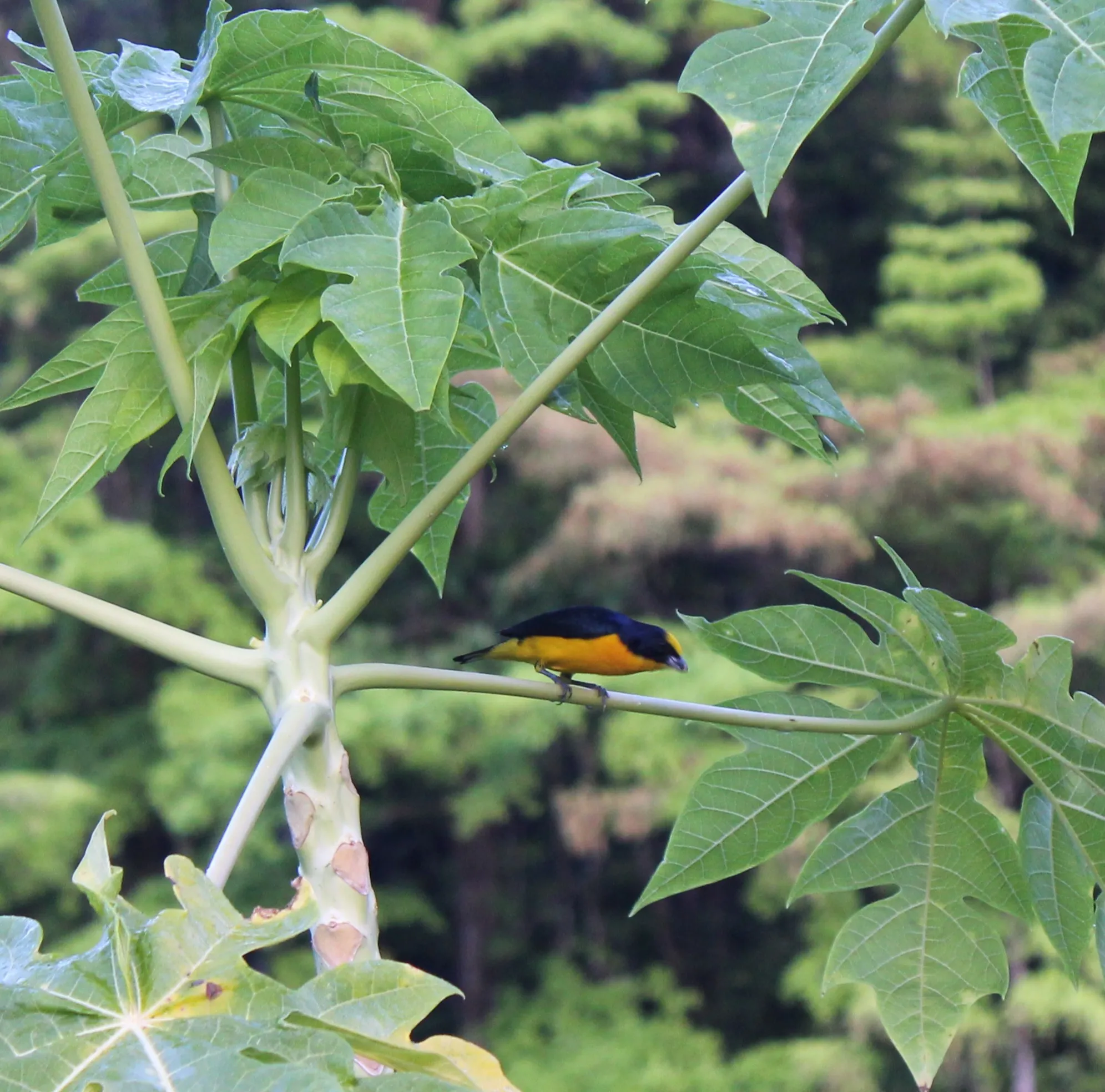 Euphonia on a papaya tree