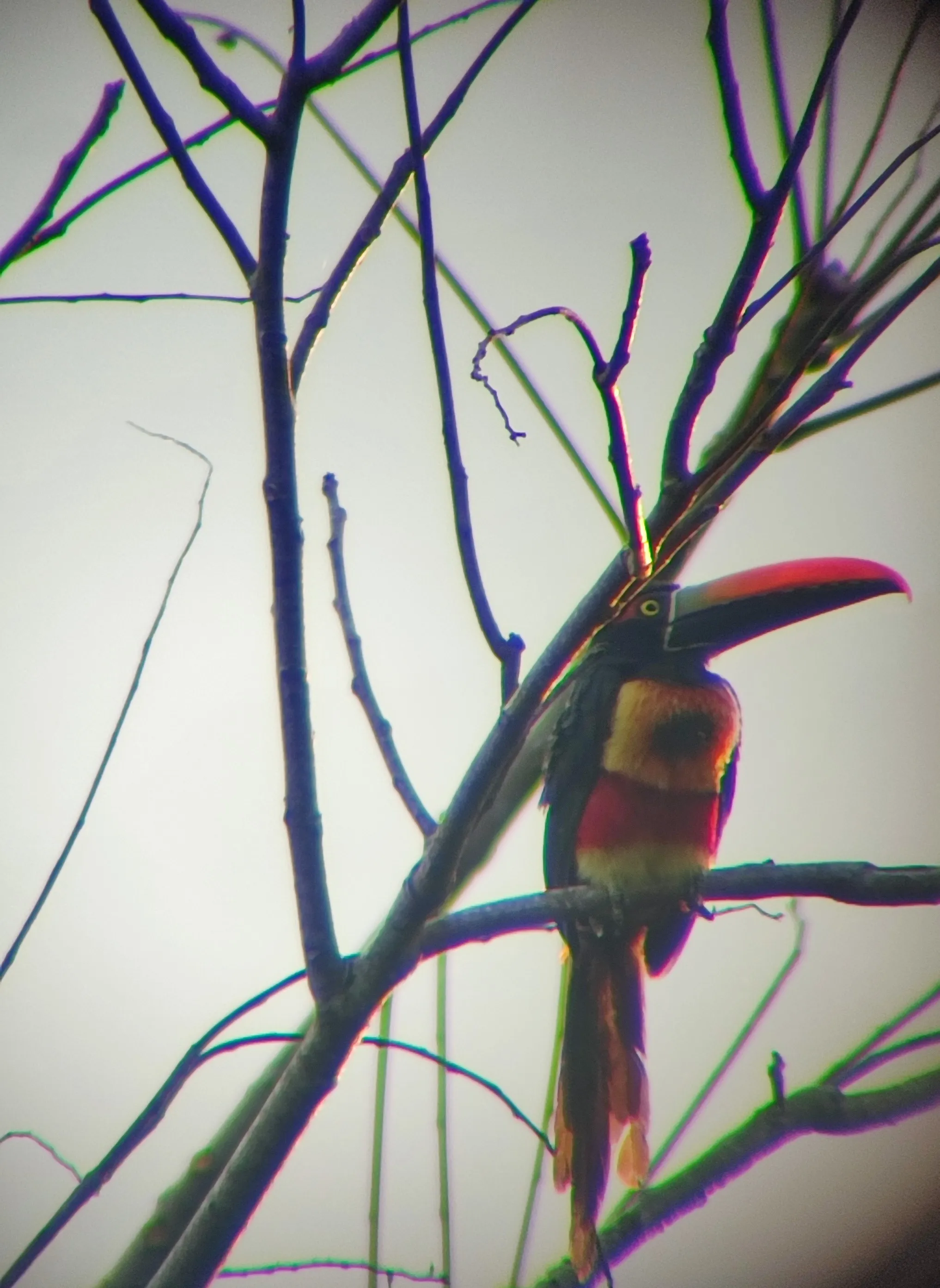fiery billed aracari perched on a branch