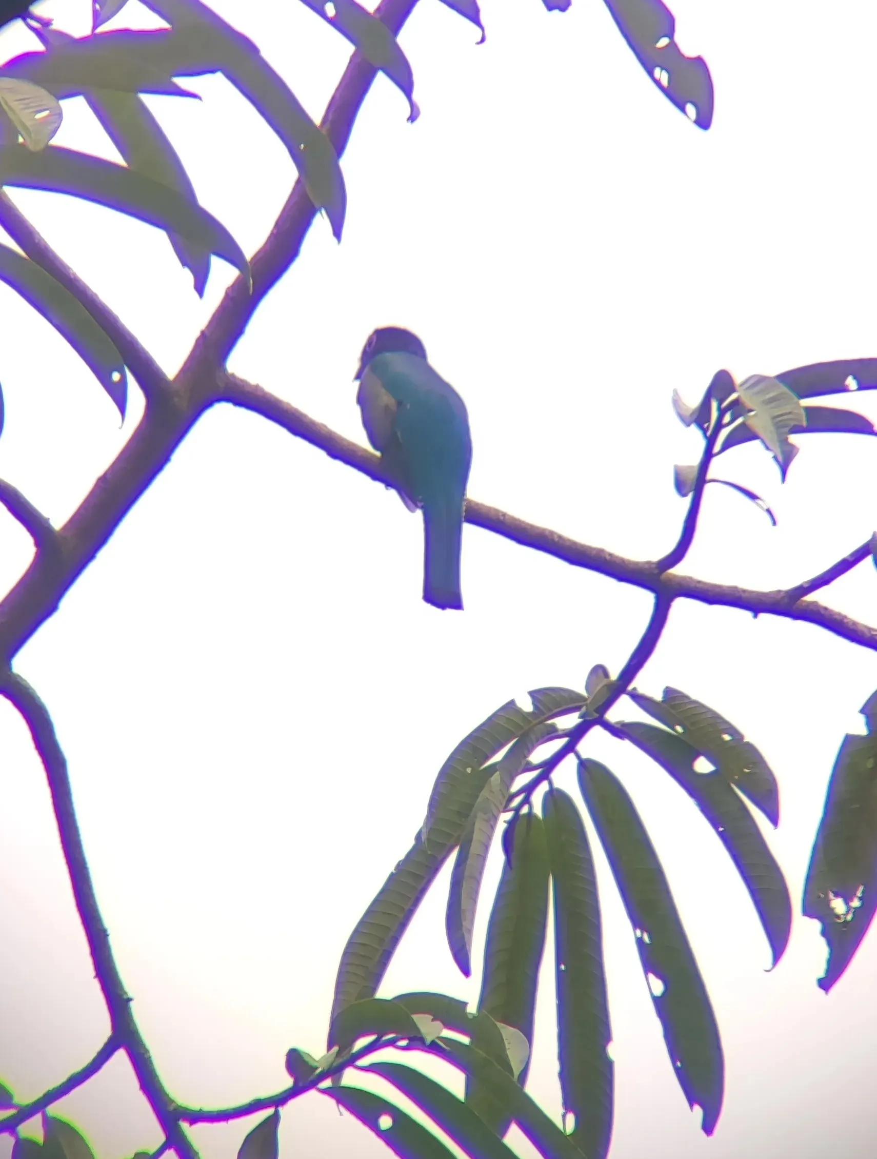 Slaty Tailed Trogon