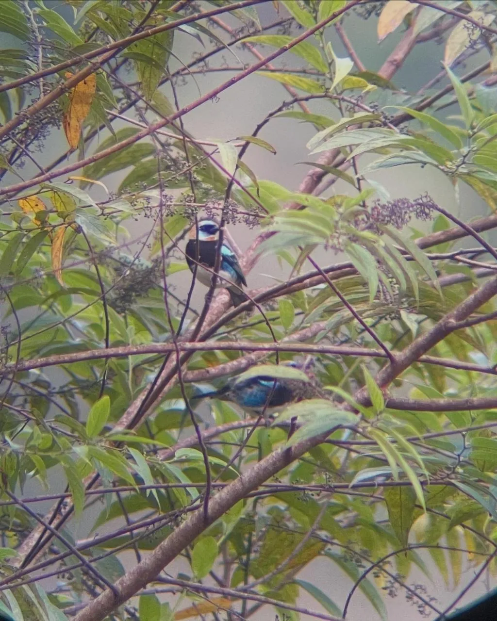 golden-hooded tanager eating from a capulin tree