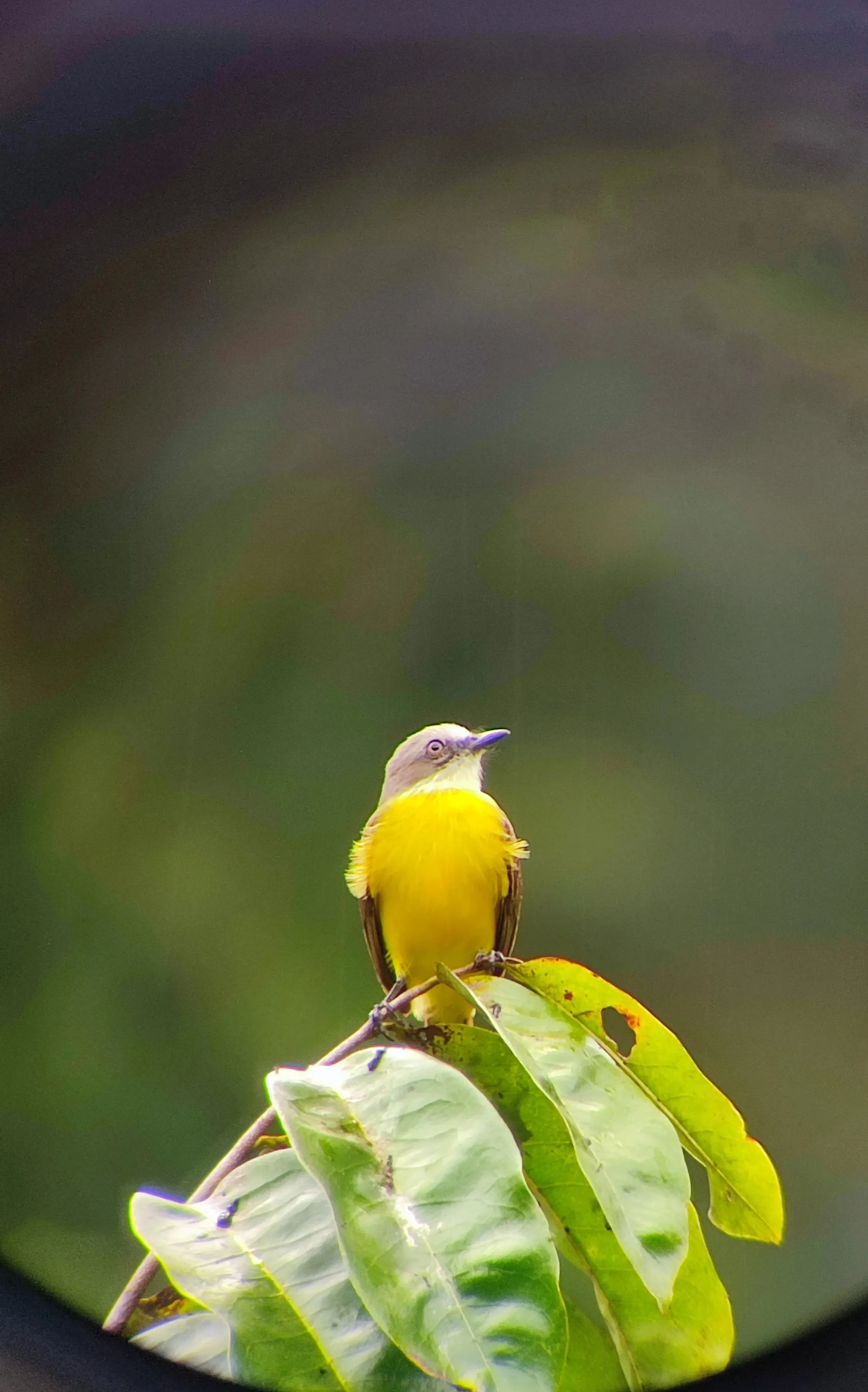 Gray-capped Flycatcher standing on a leaf