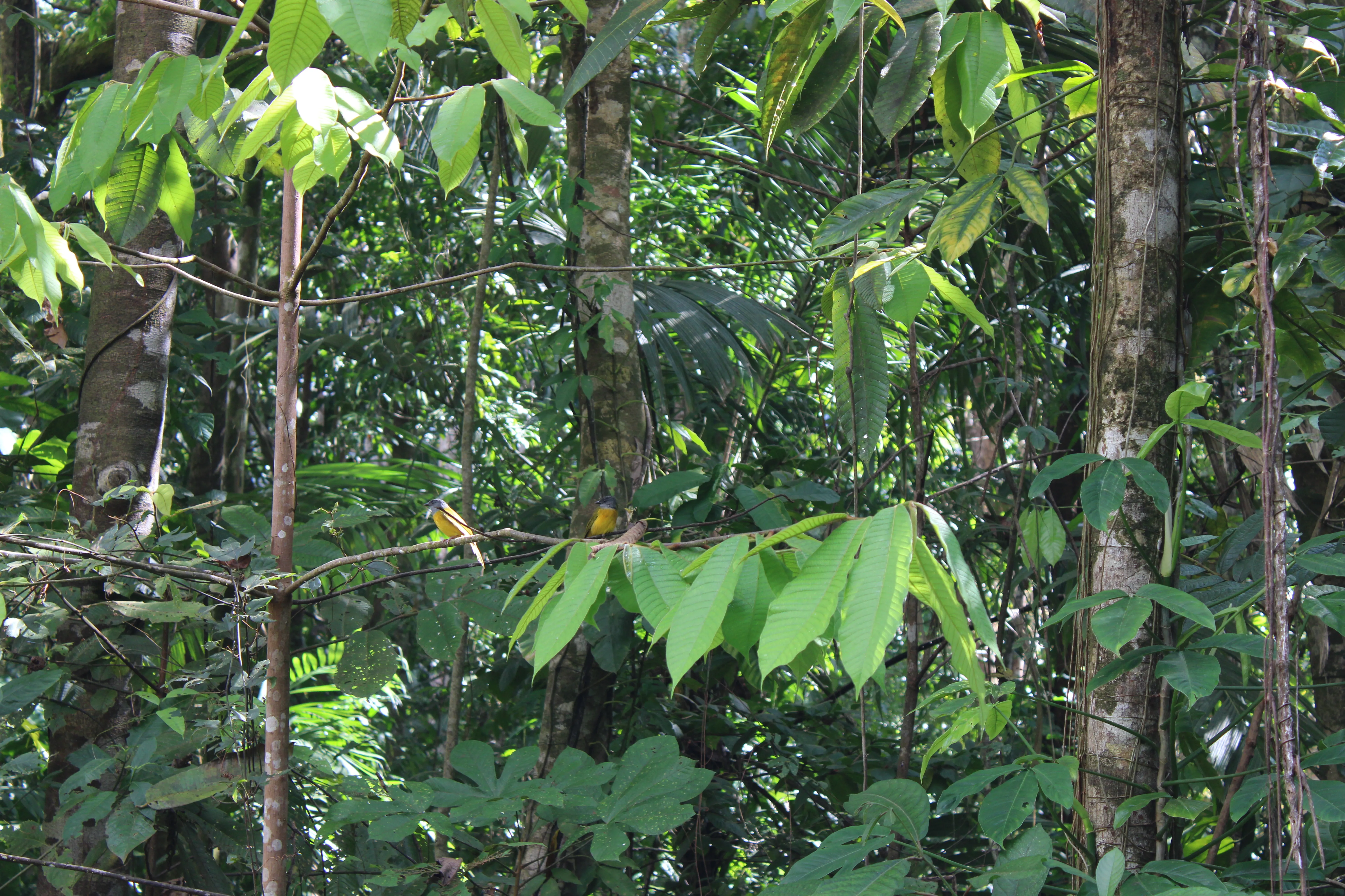 Gray-headed tanager eating ants