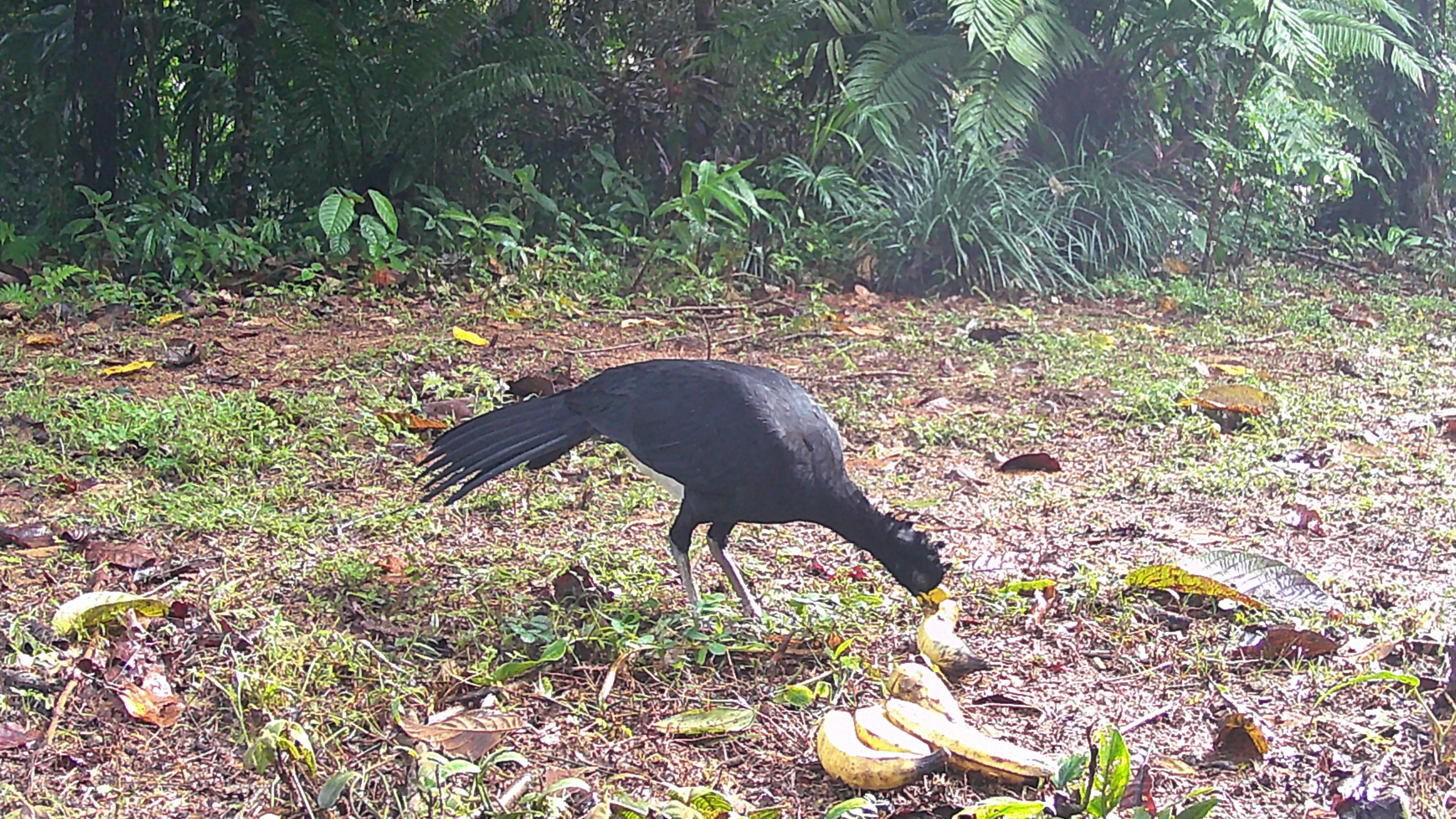 Crax Rubra eating plantains