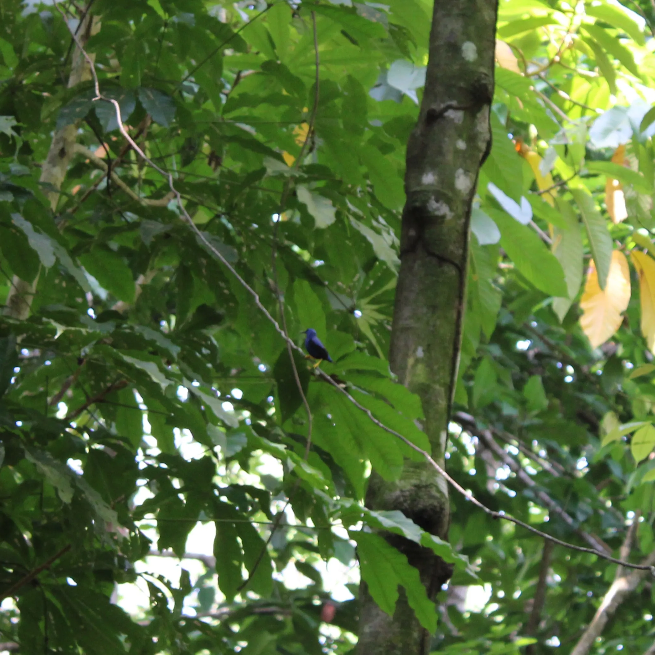 Honeycreeper walking across a branch