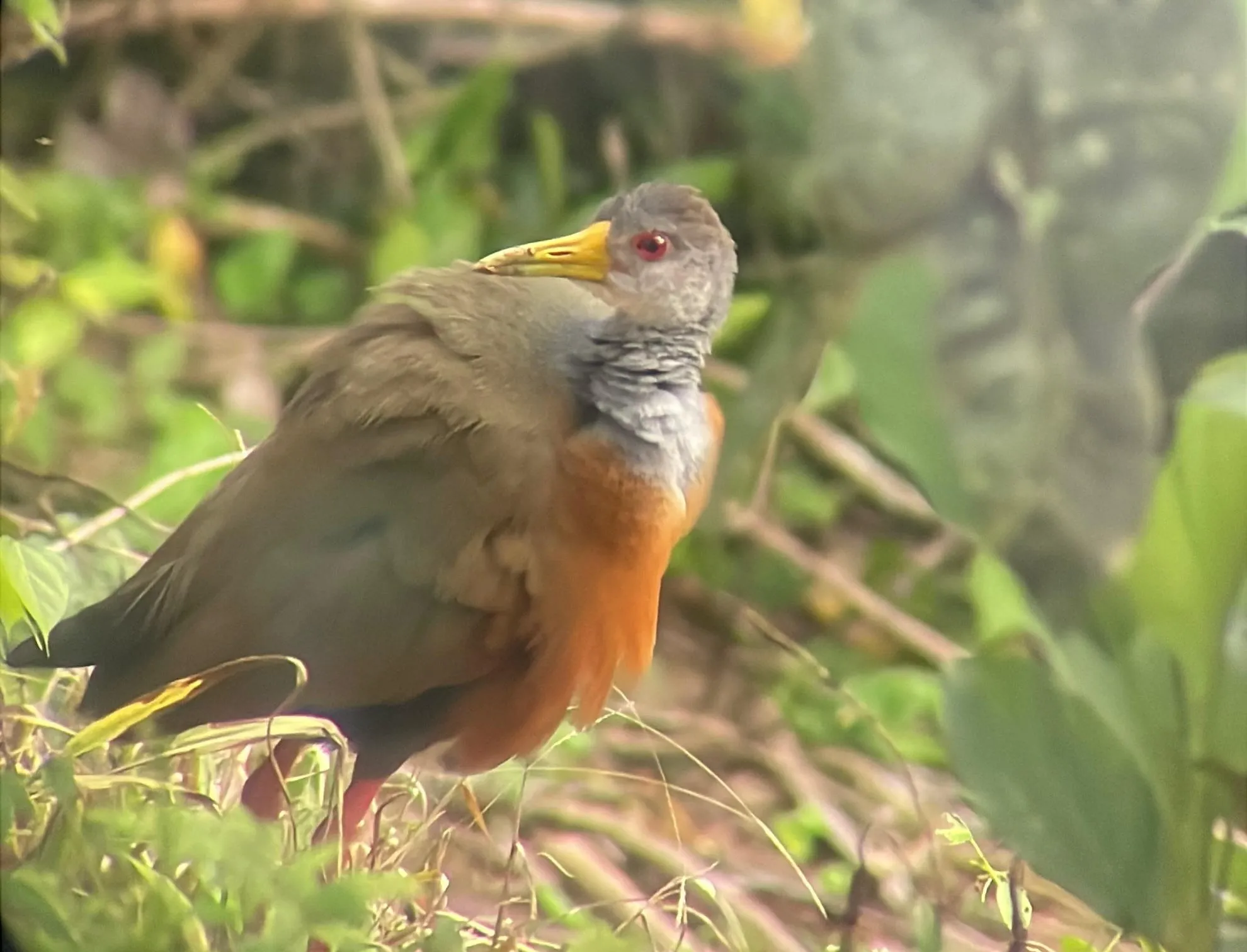 Jacana walking on the gardens nearby lemon trees