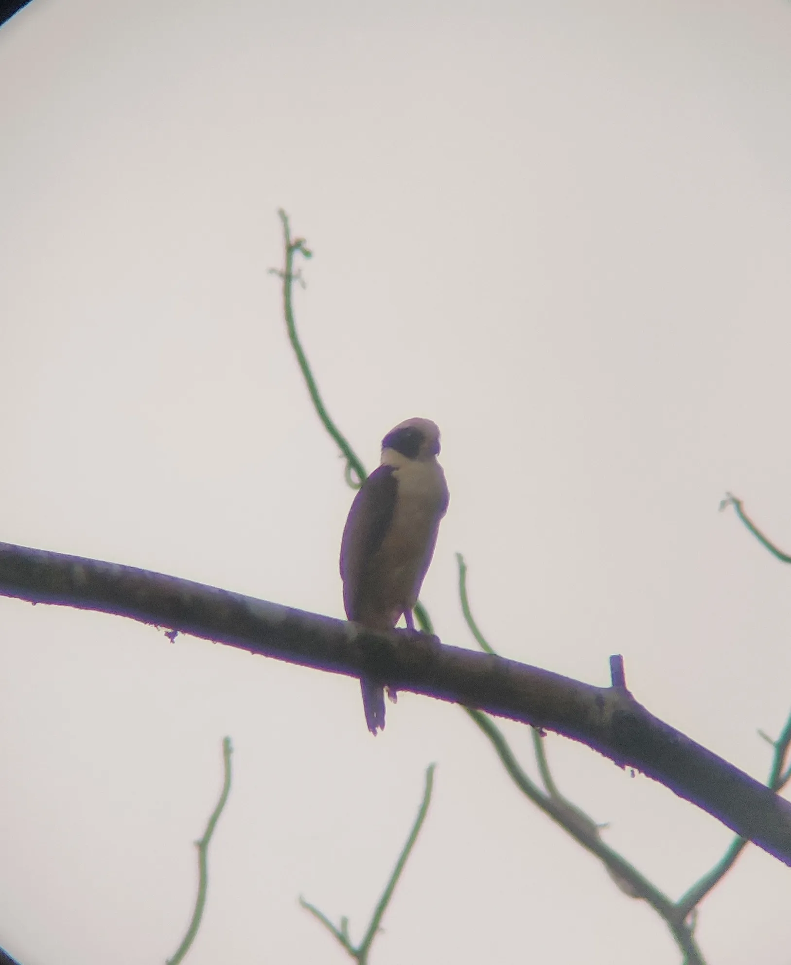 Laughing falcon perched on a tree