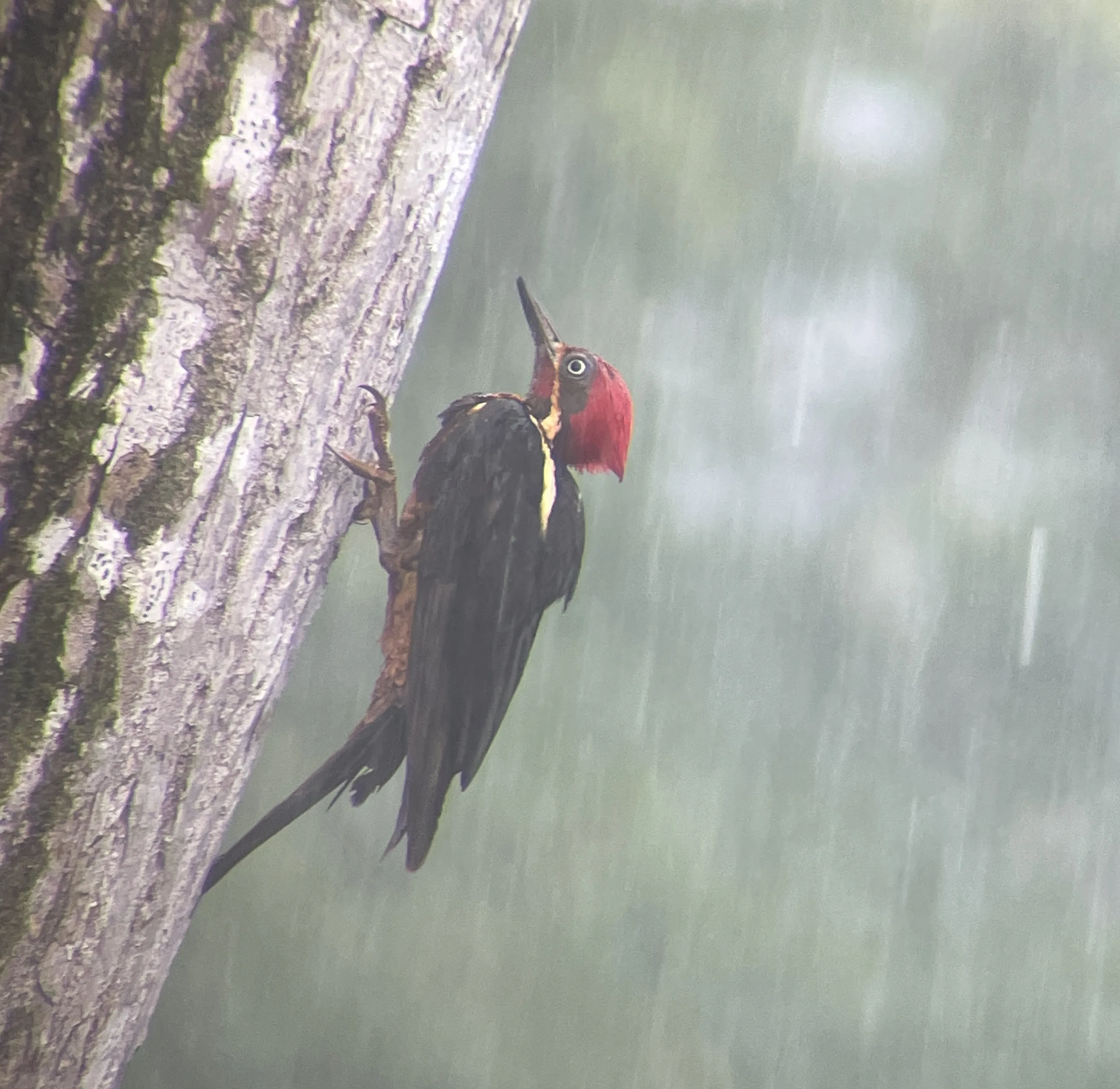 Golden-naped Woodpecker