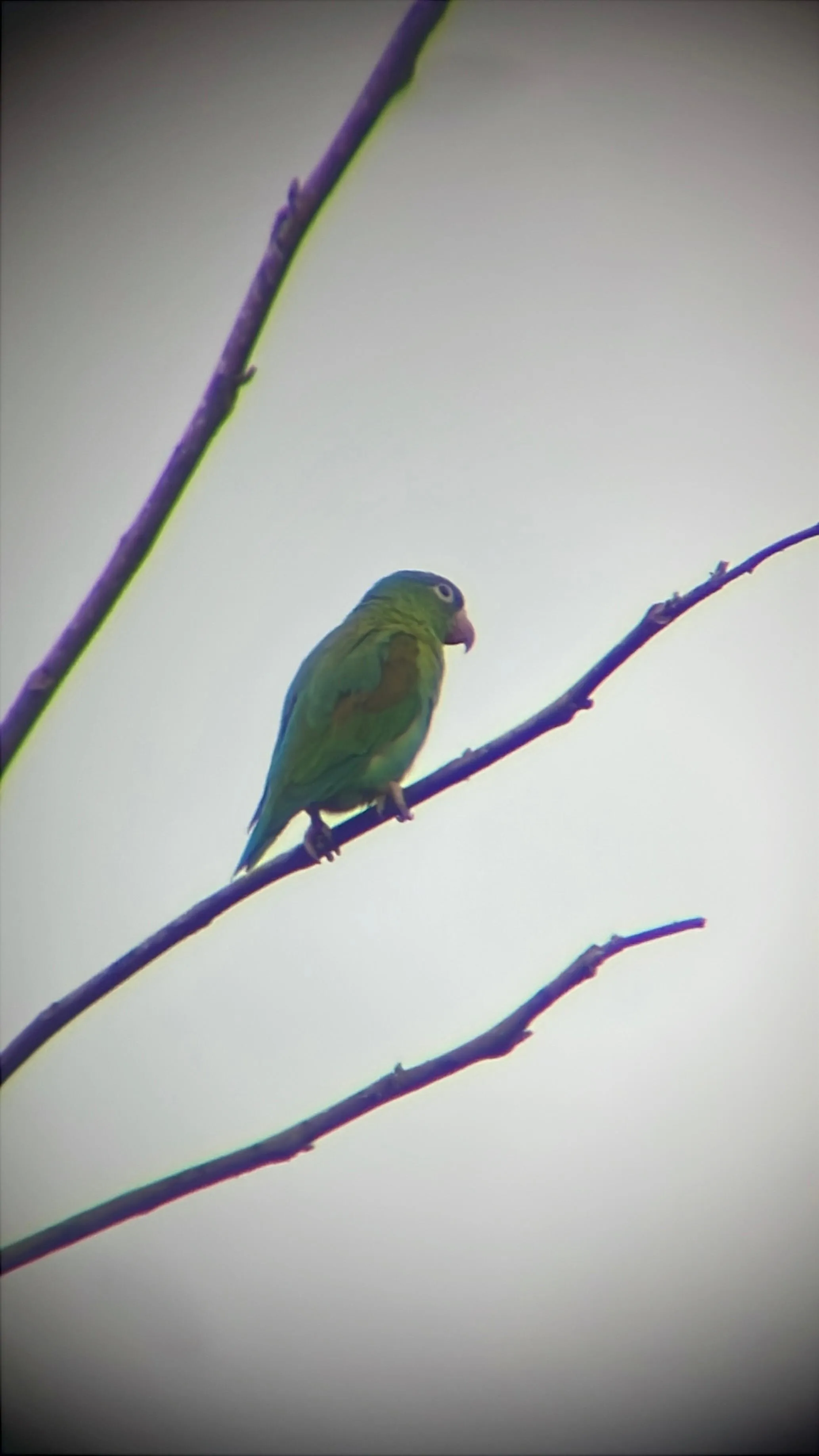Orange-chinned Parakeet feeding on a tree