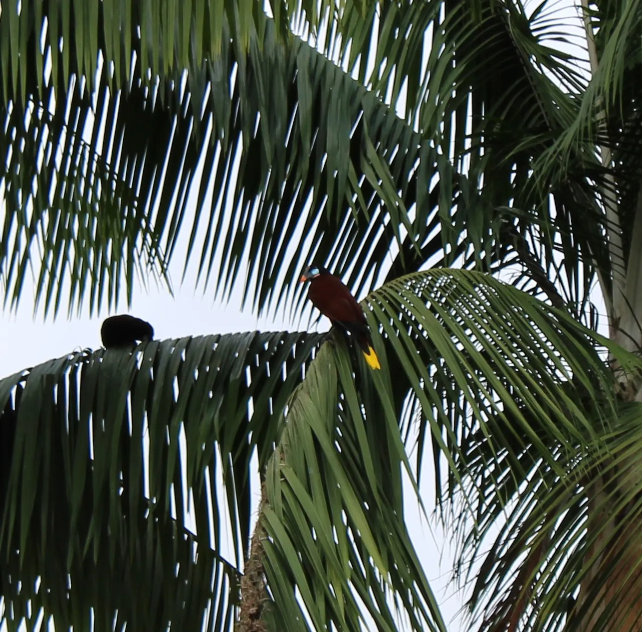 Montezuma Oropendola building a long-hanging nest