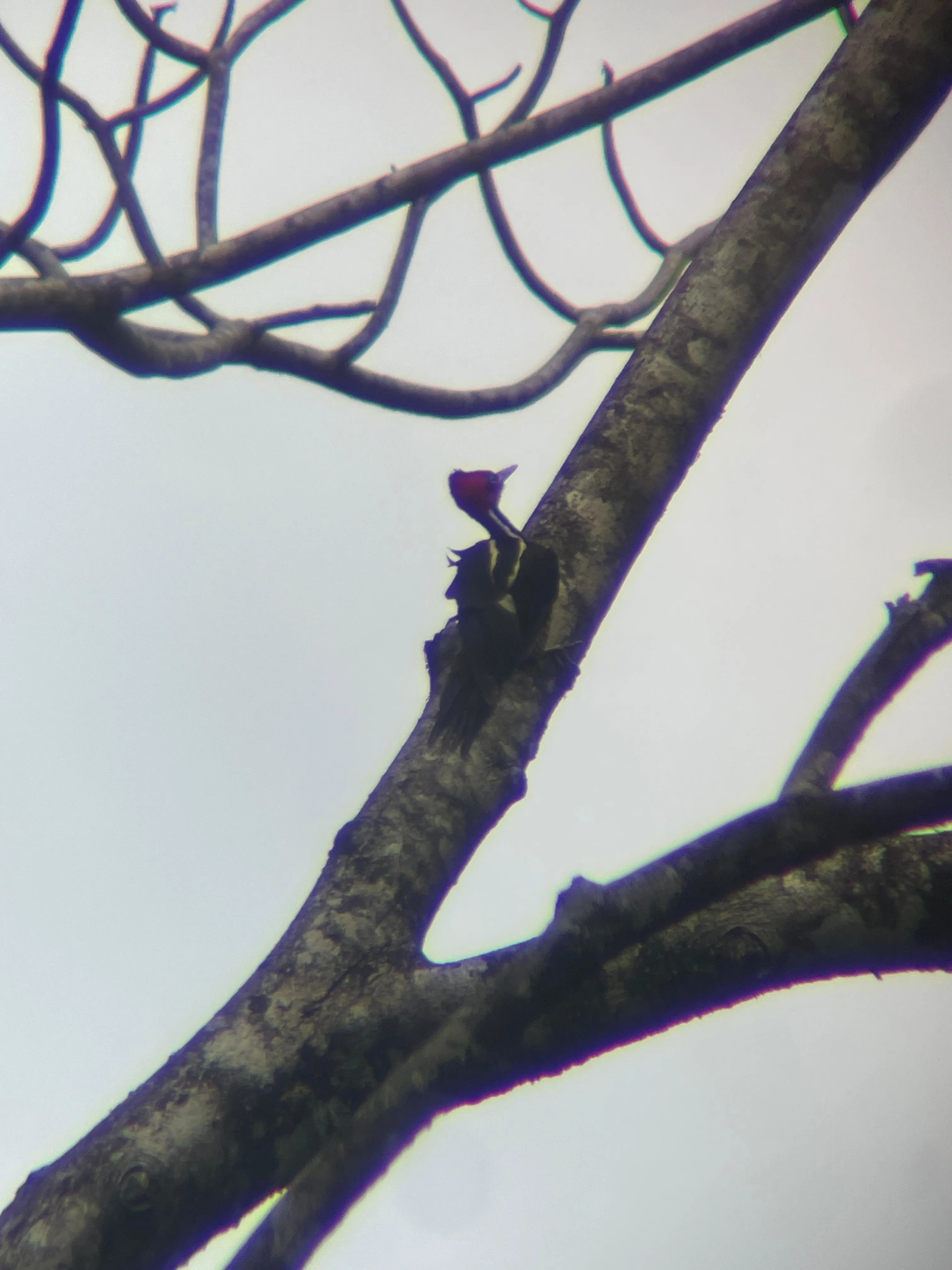 Golden-naped Woodpecker
