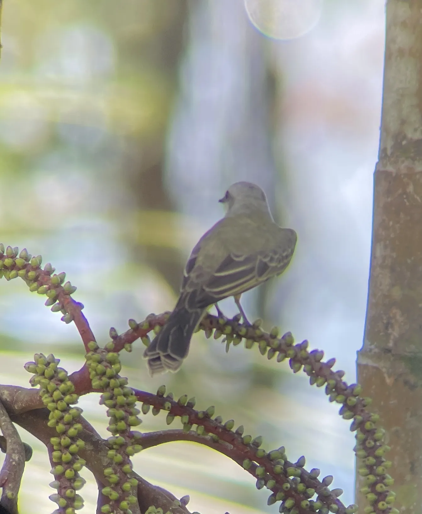 Palm Tanager perched on a palm