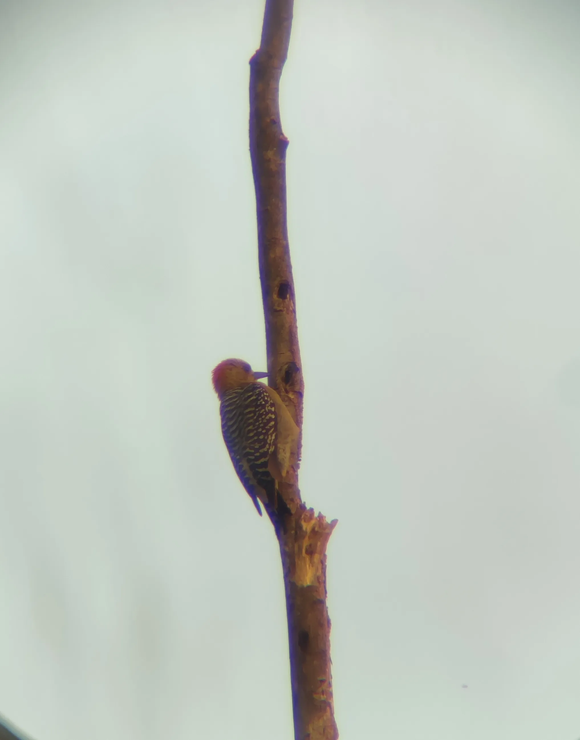 Red-crowned woodpecker eating ants