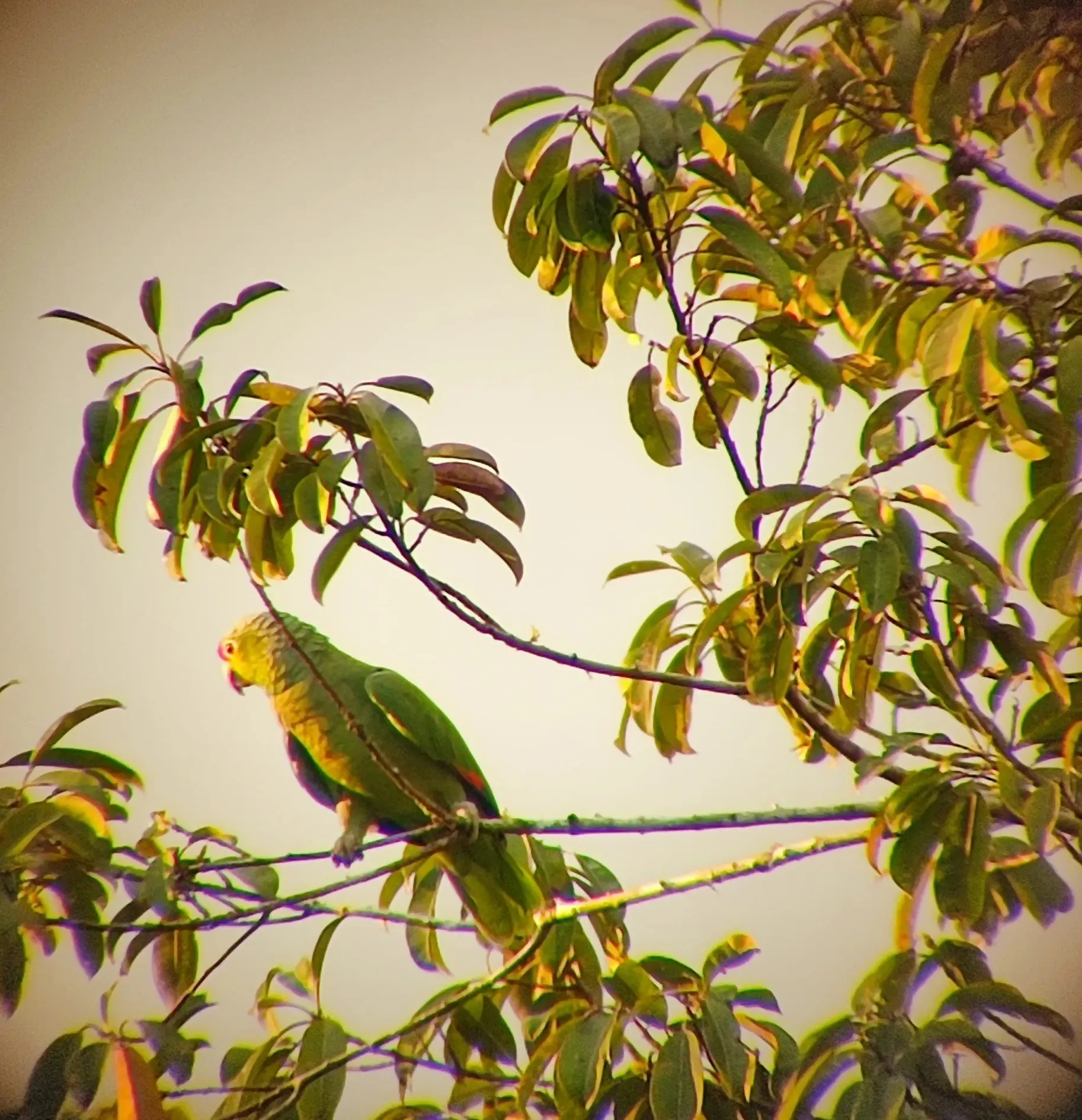 red-lored parrot feeding on a tree