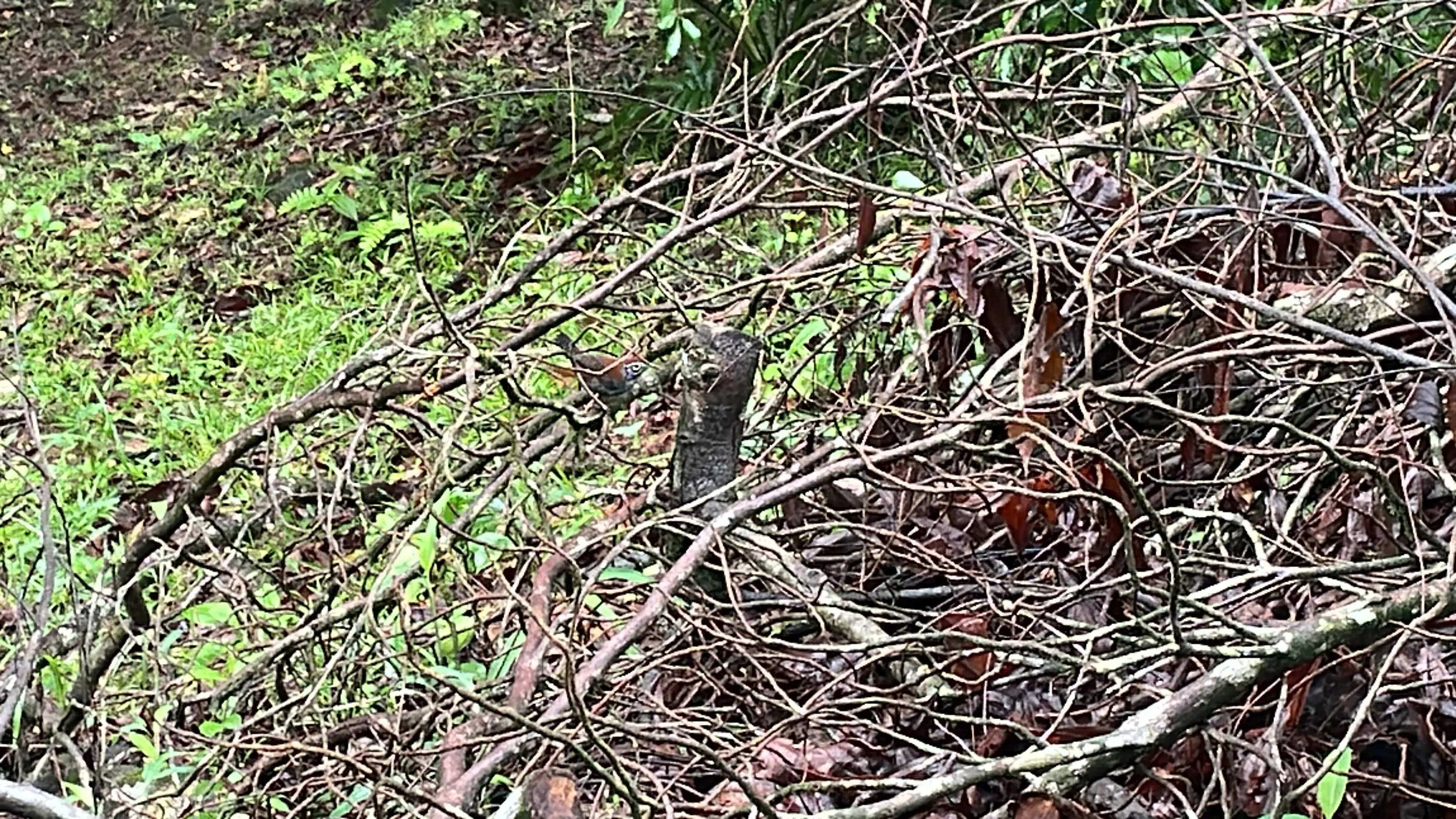 Golden-naped Woodpecker