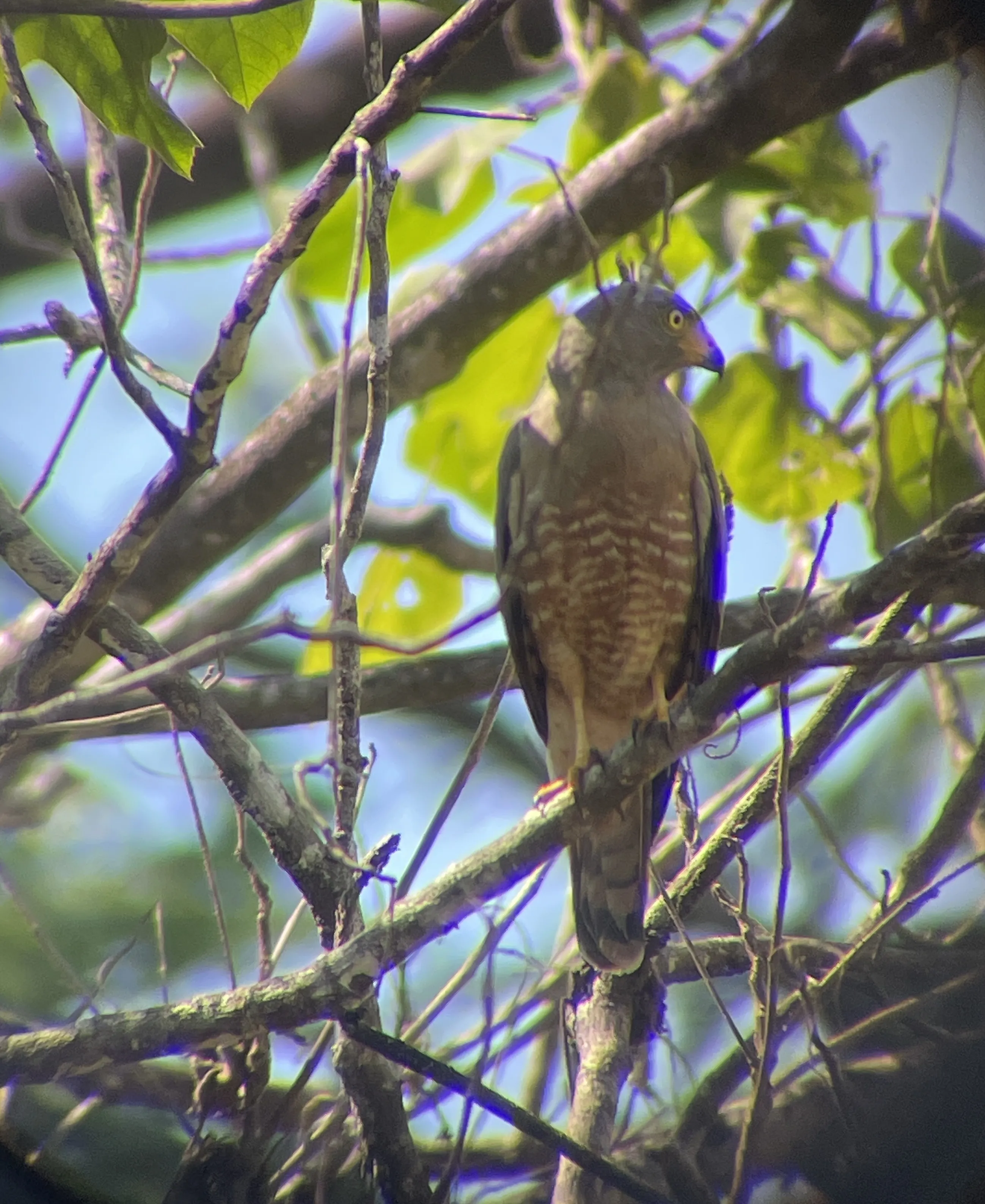 Road Side Hawk standing on a branch
