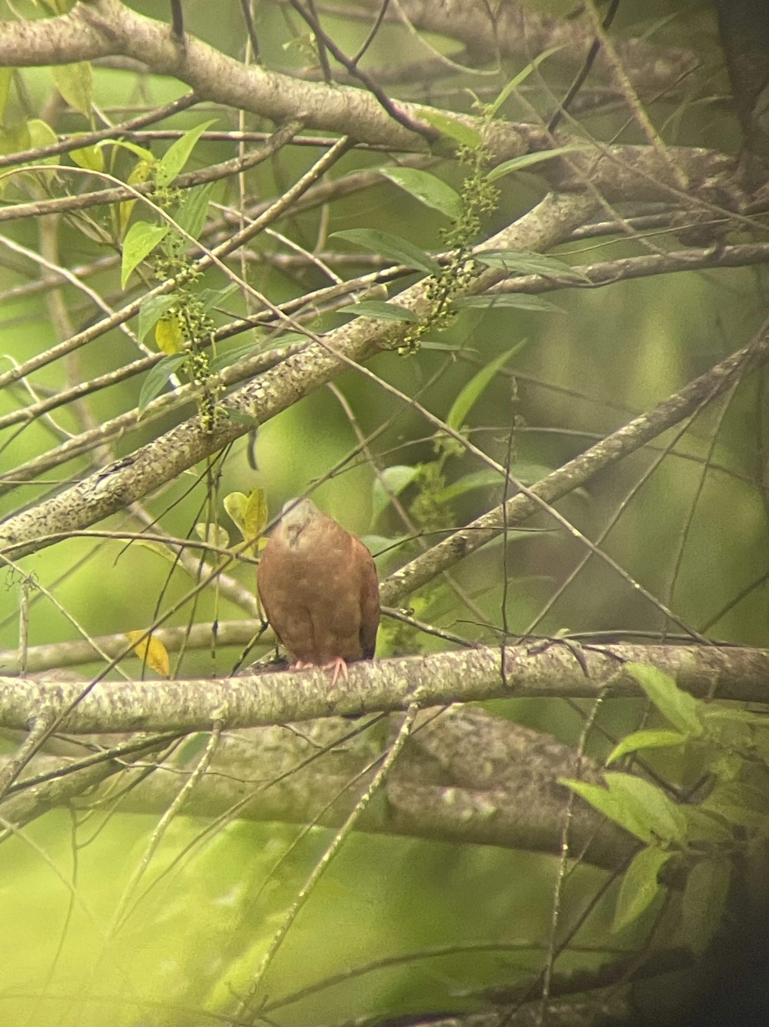 Ruddy ground dove singing on a capulin tree