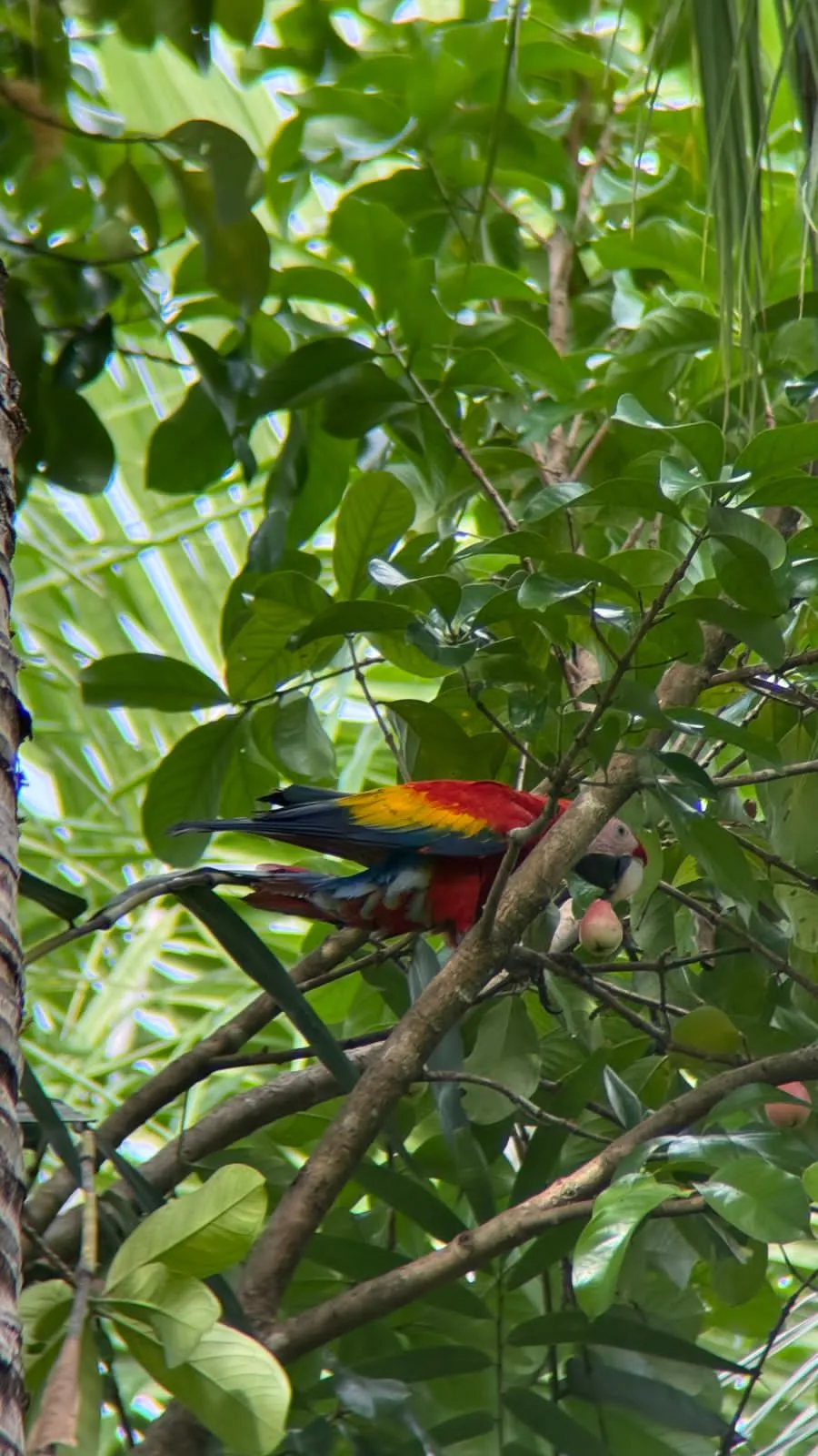 scarlet macaw eating malay apple