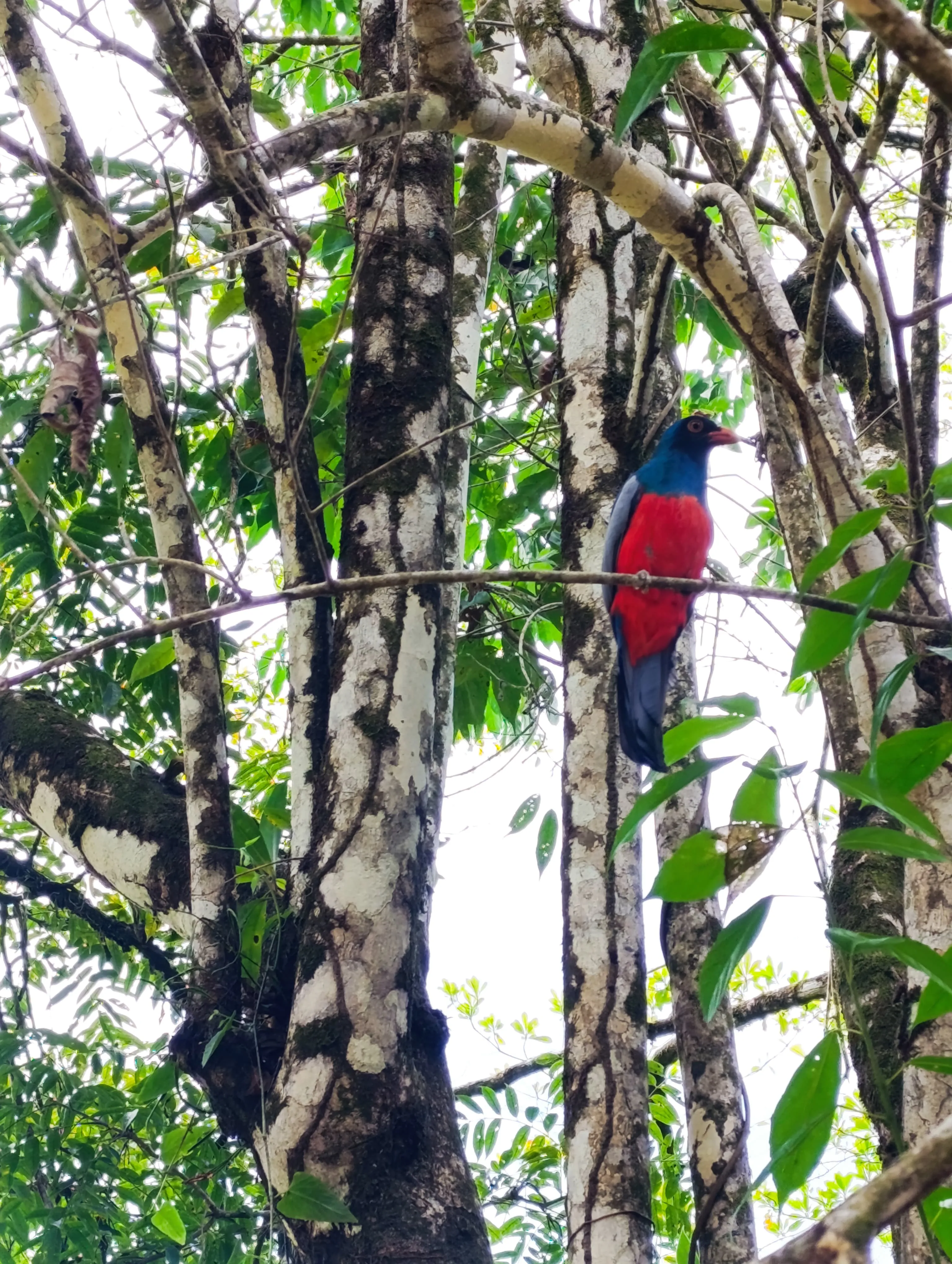 Slaty Tailed Trogon singing on Angel's hair tree