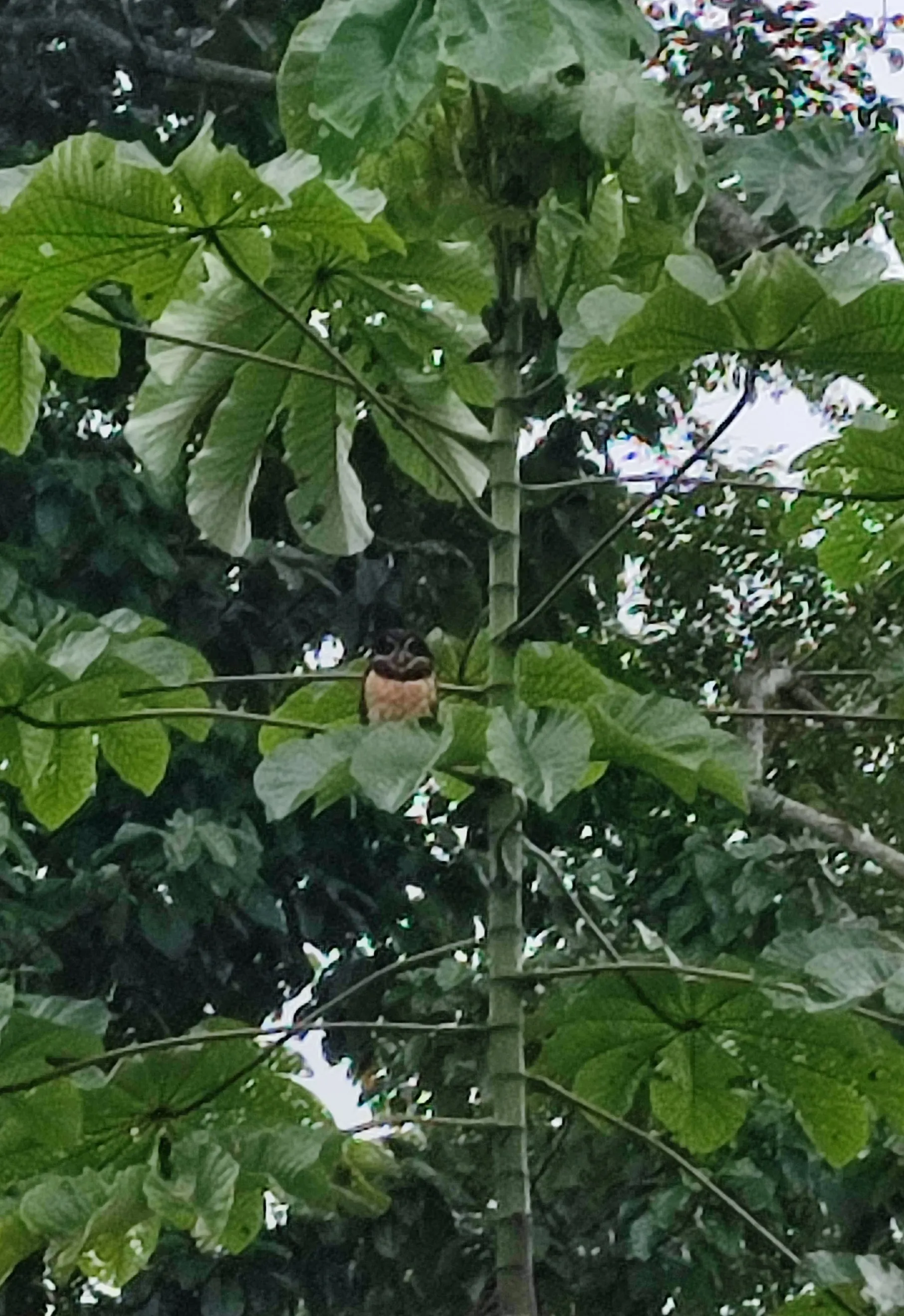 Spectacled Owl on a Trumpet Tree