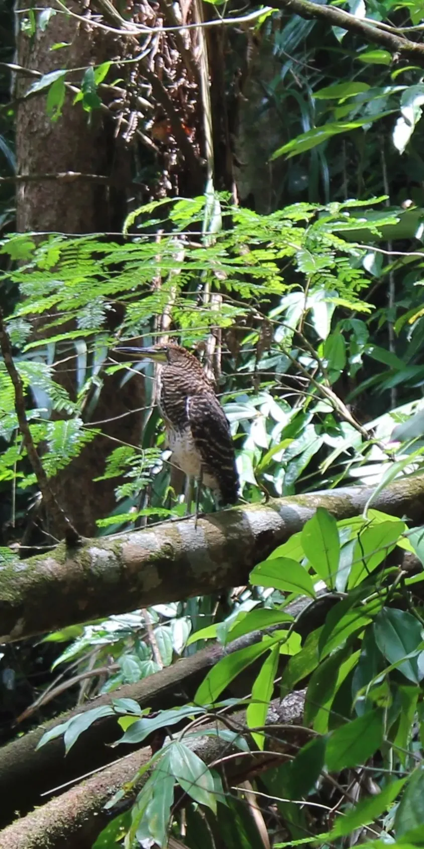 tiger heron hunting on a river