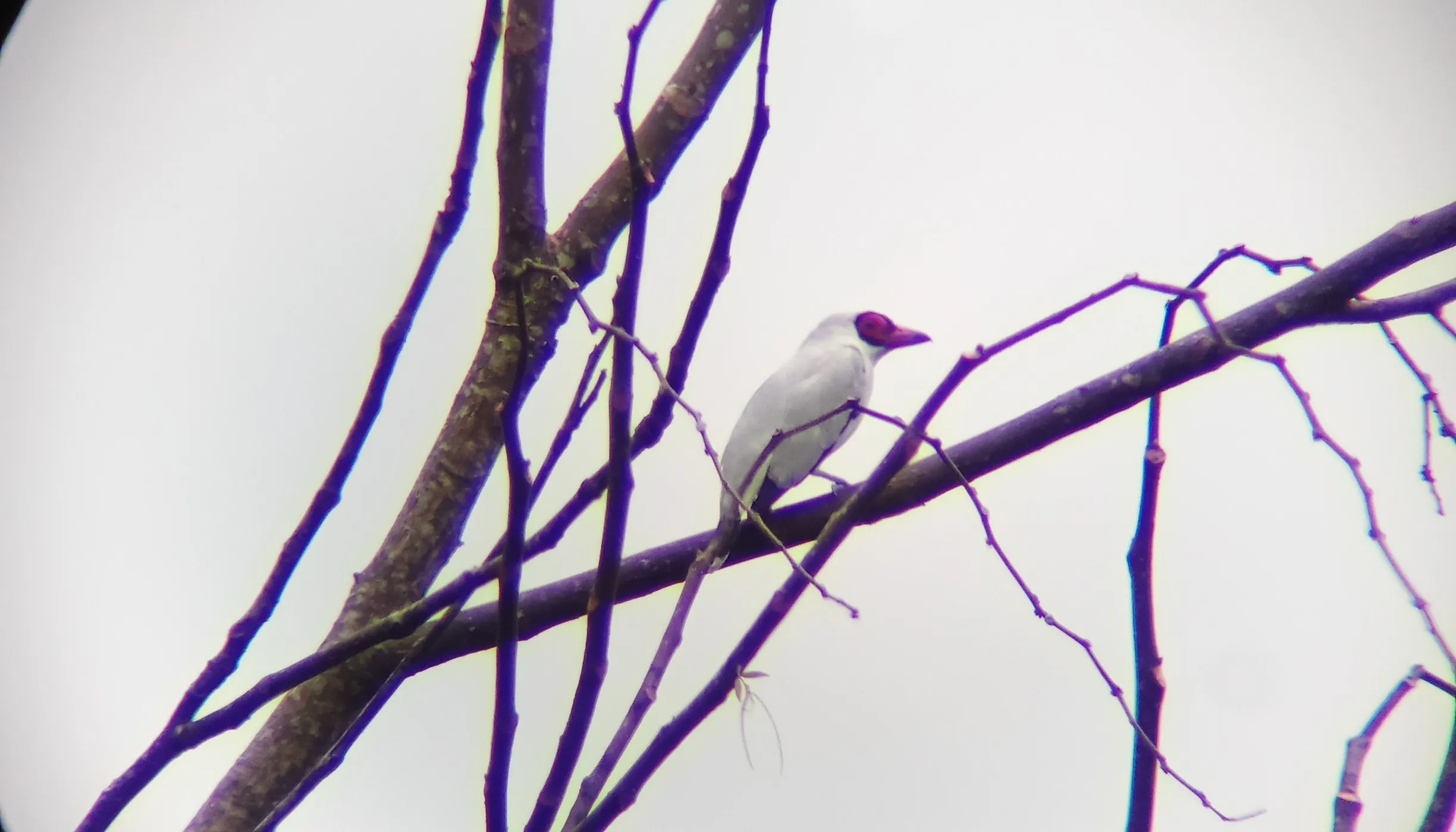 masked tityra perched on an old branch