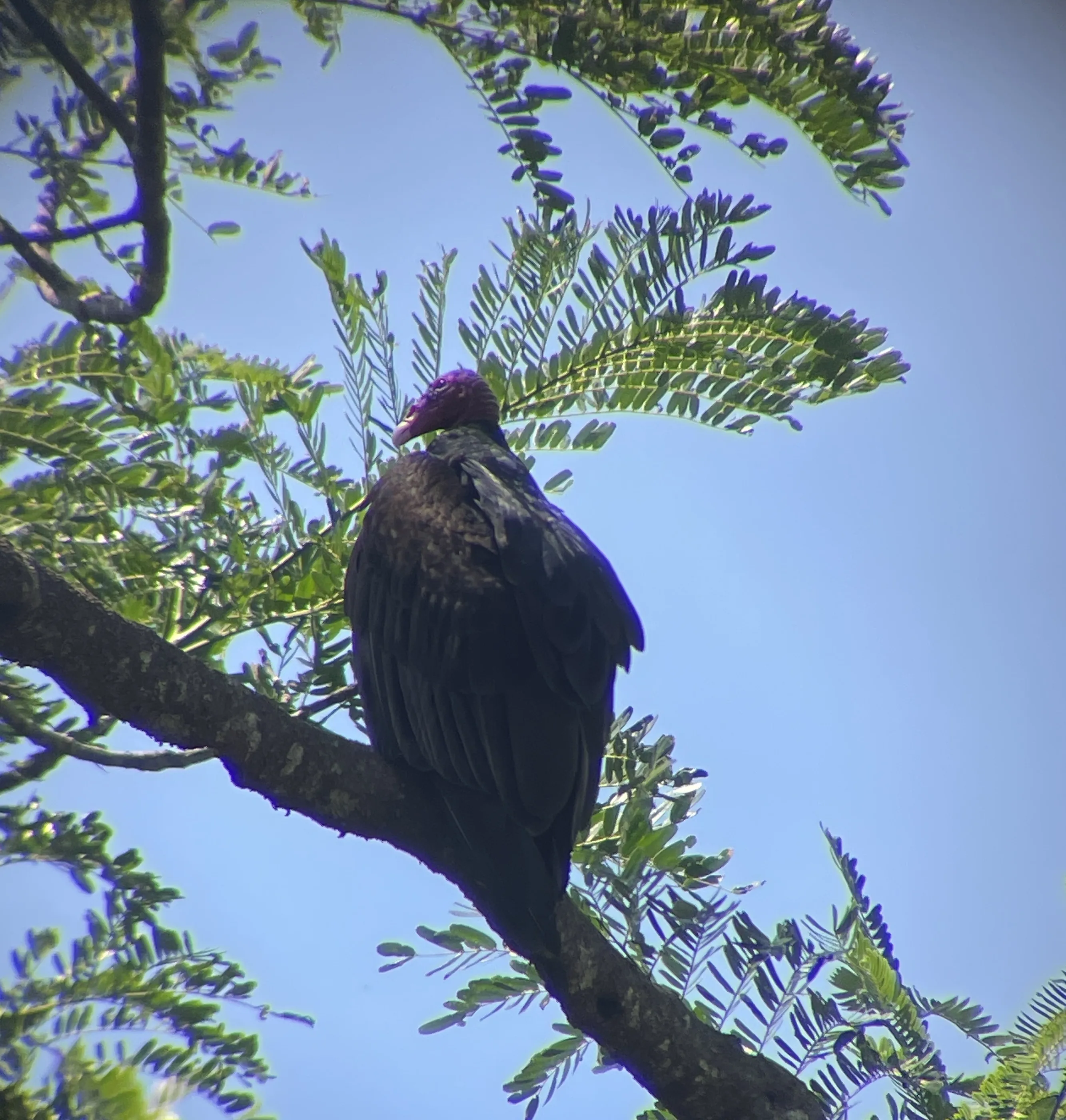 Turkey vulture on a tree under the sol of midday