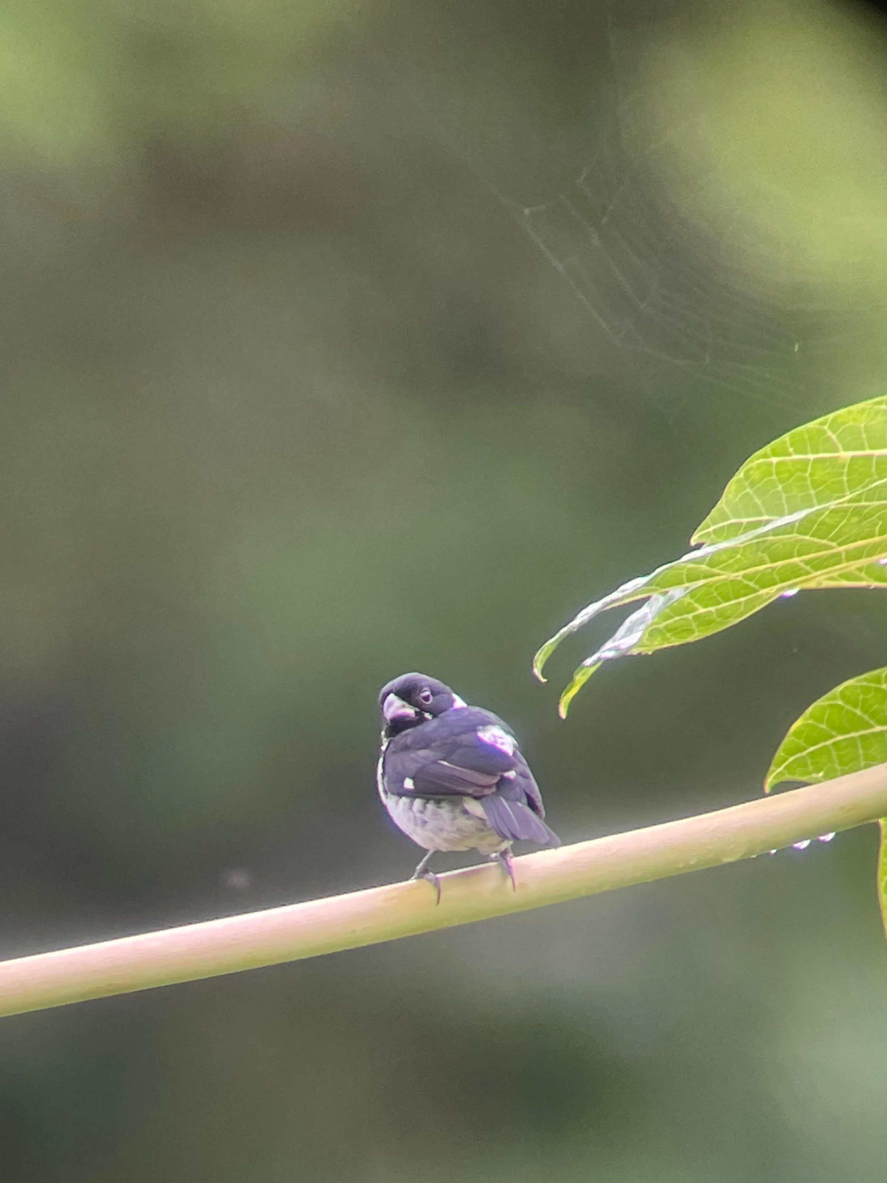 Variable seedeater on a papaya tree branch