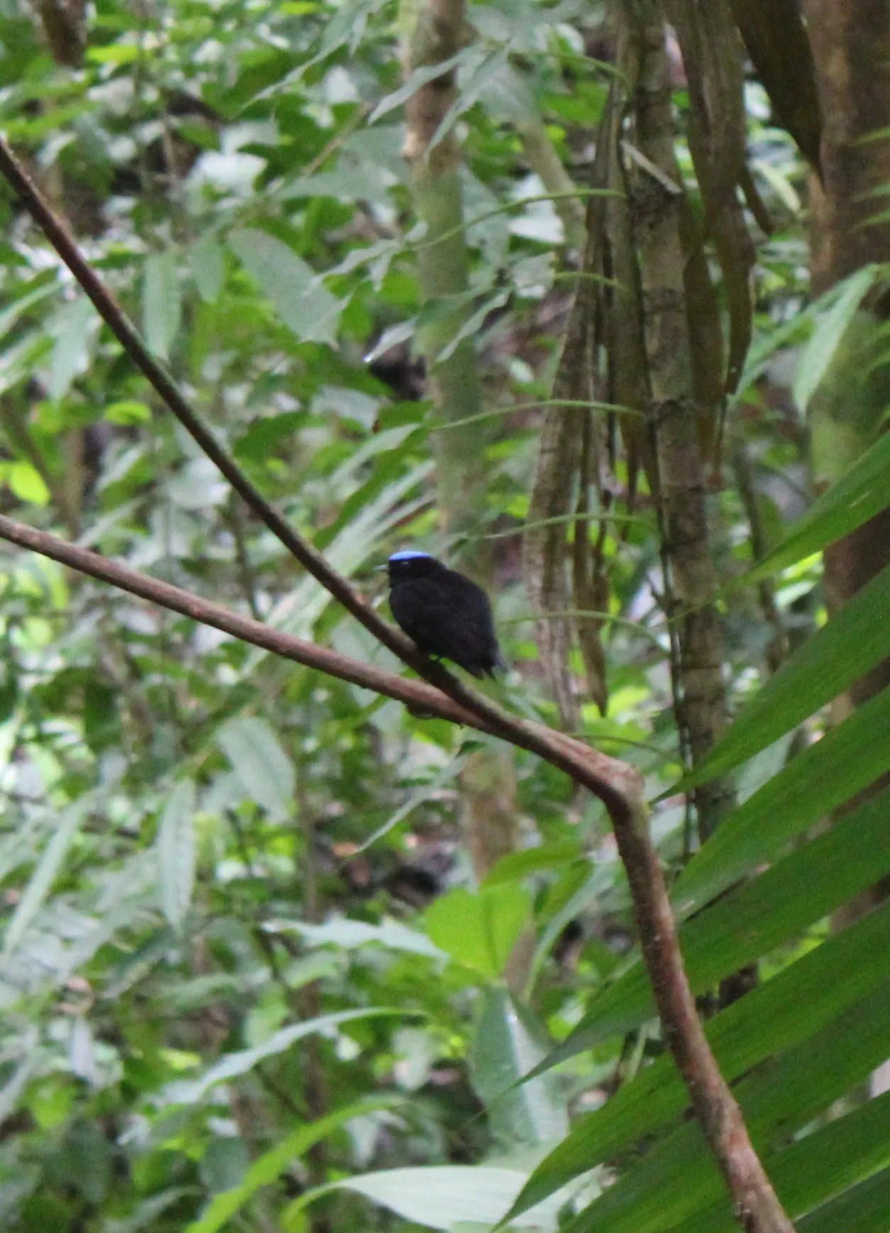 velvety manakin perched on small branch in the under story of the tropical rainforest