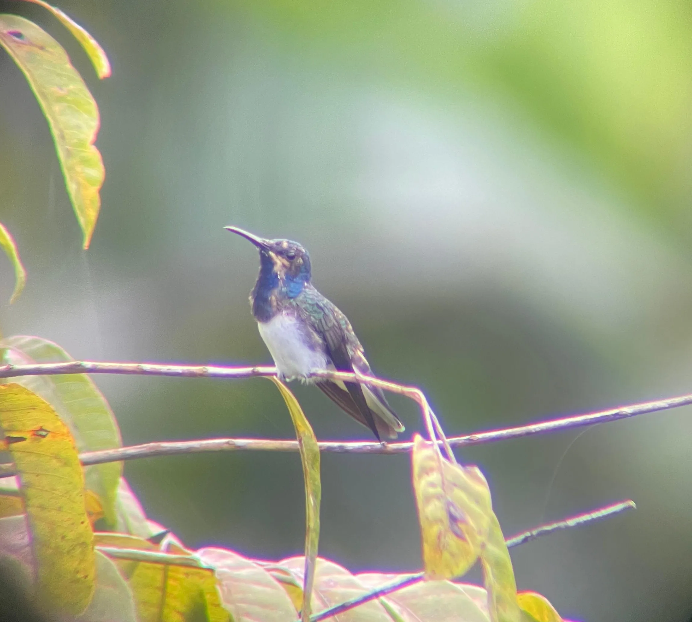 white necked jacobin under the rain