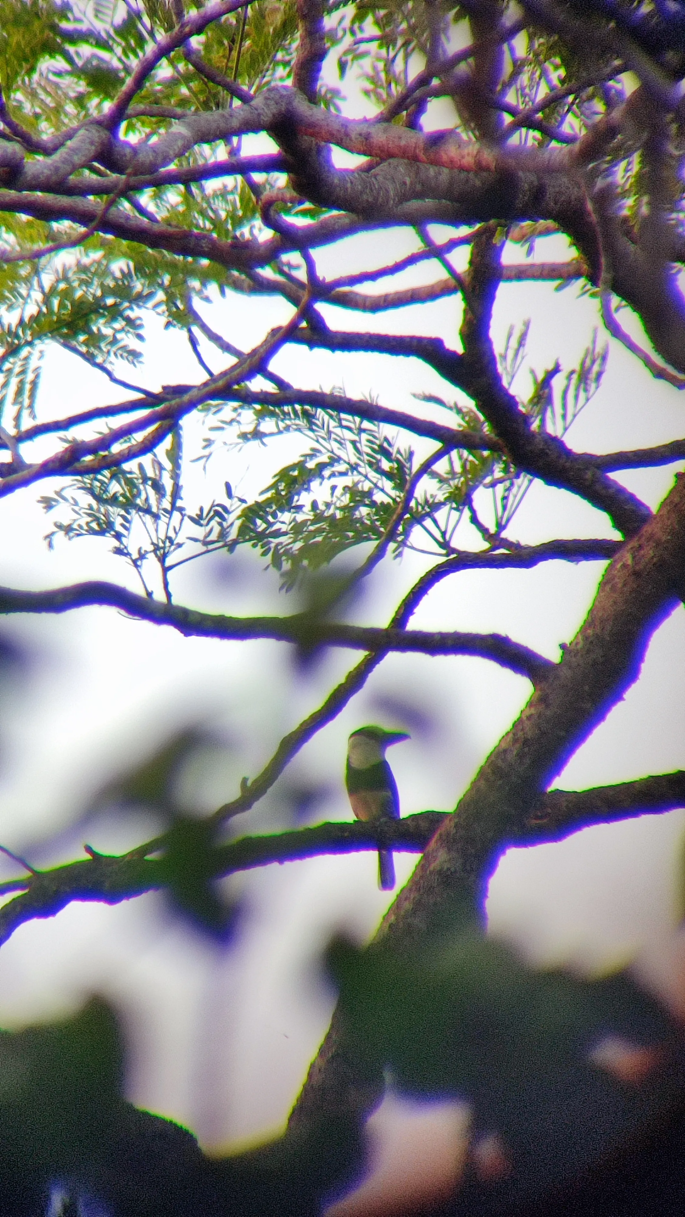 Puffbird standing on a high tree