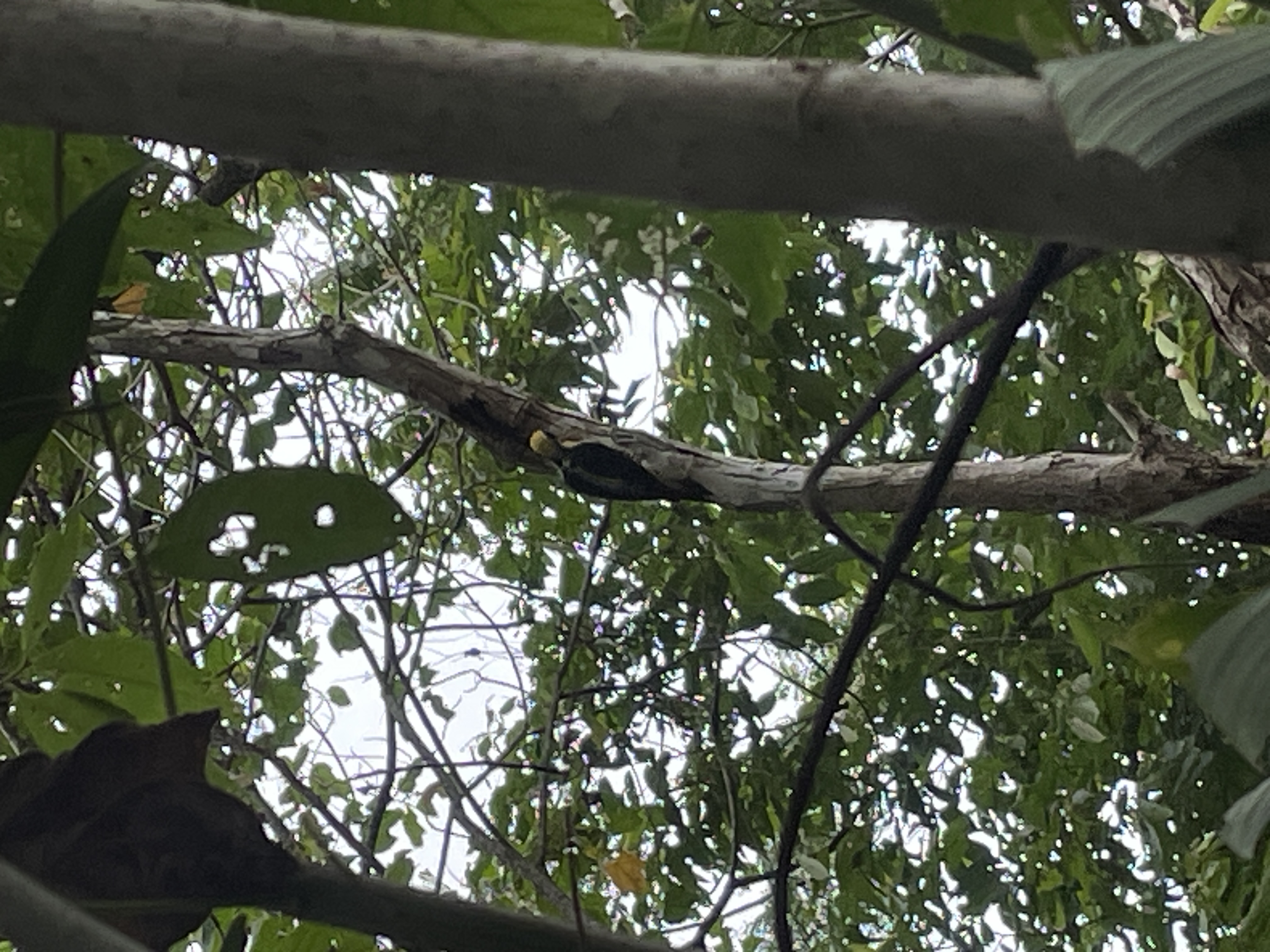 Golden-naped Woodpecker