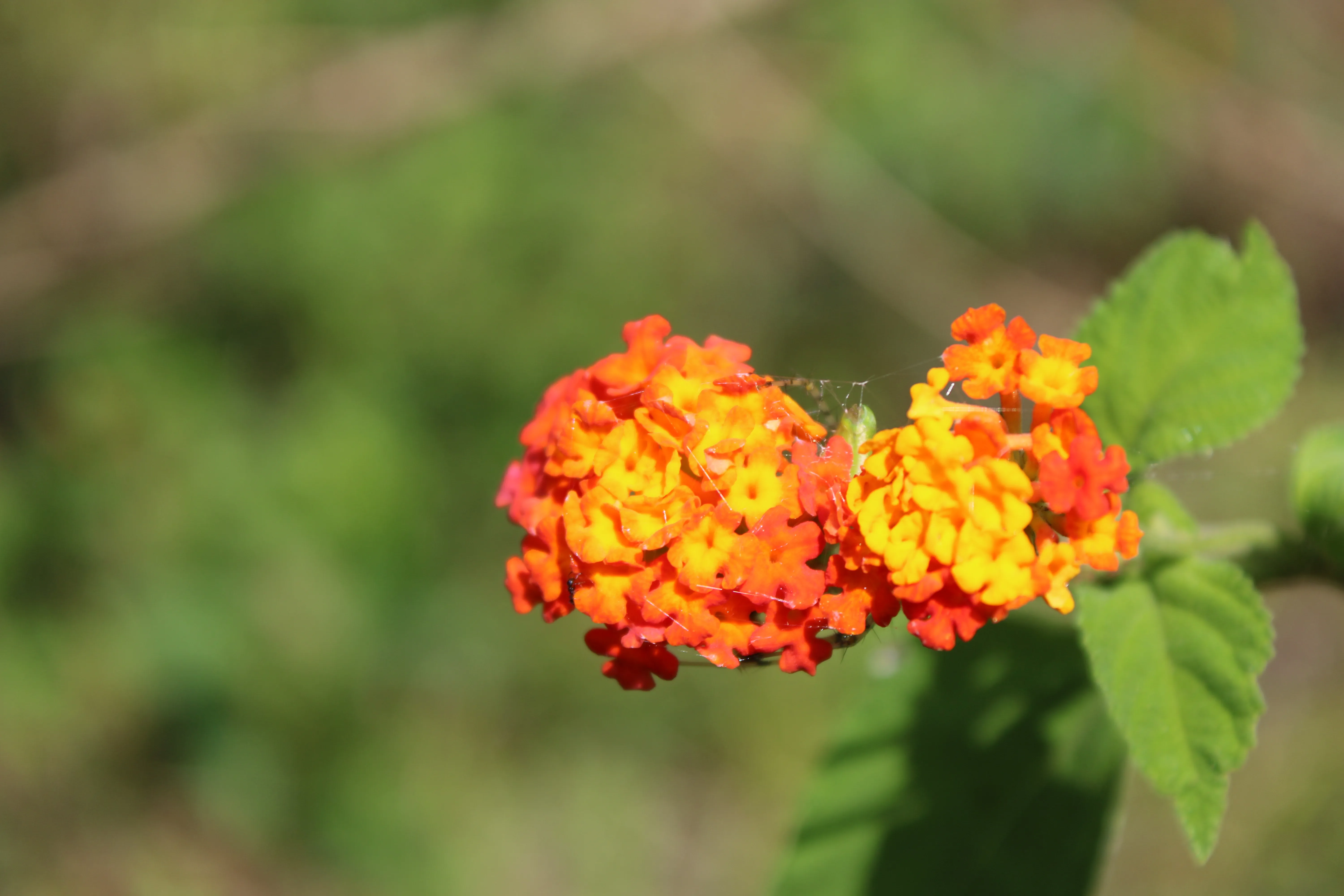 lantana camara