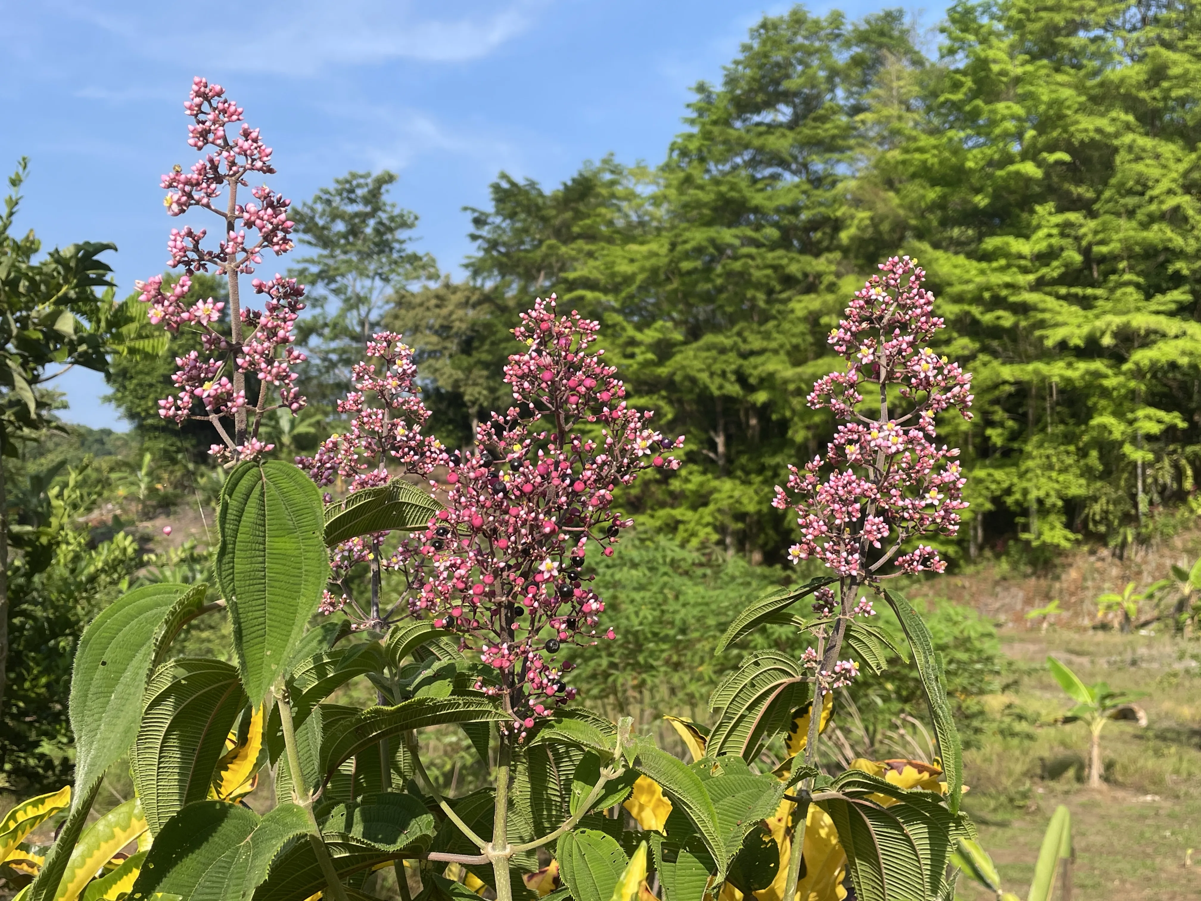 miconia
