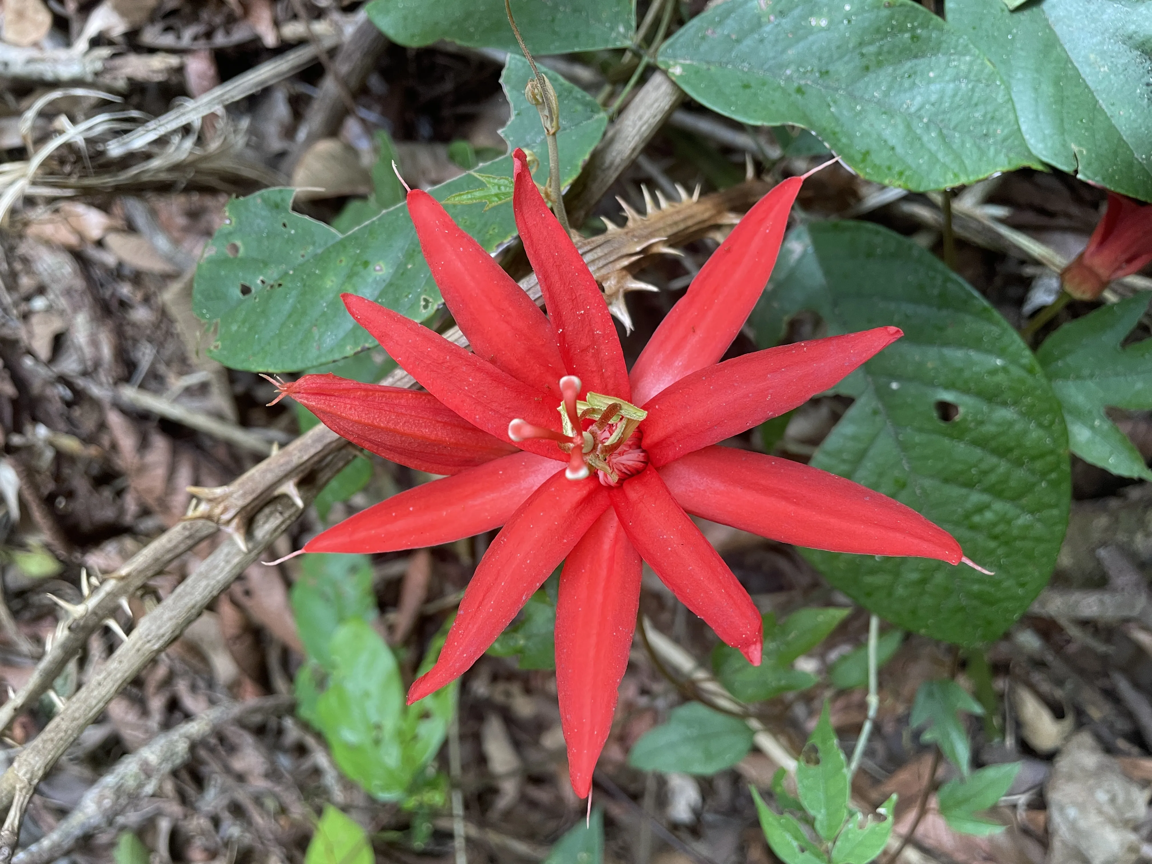 Passiflora