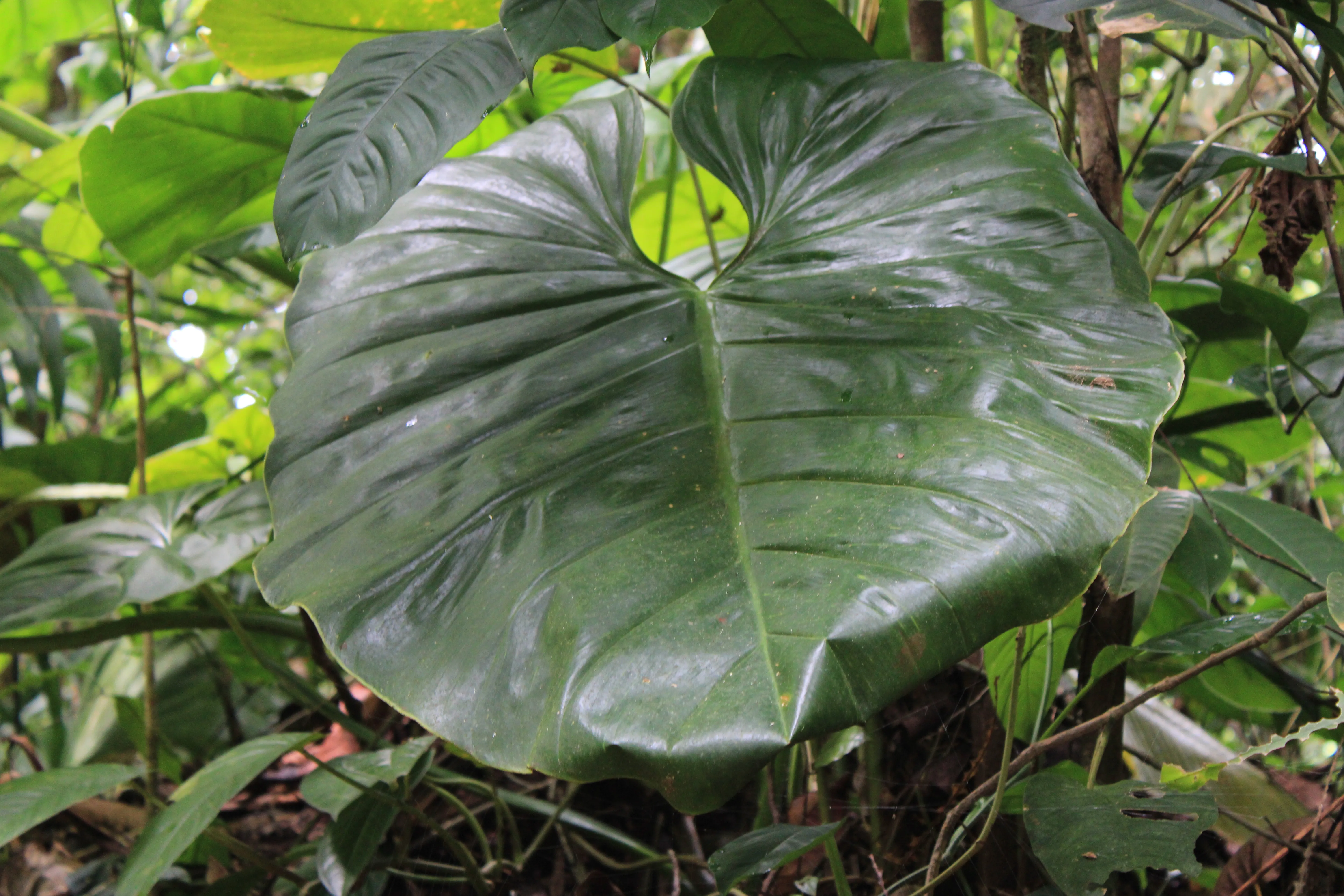 Philodendron
