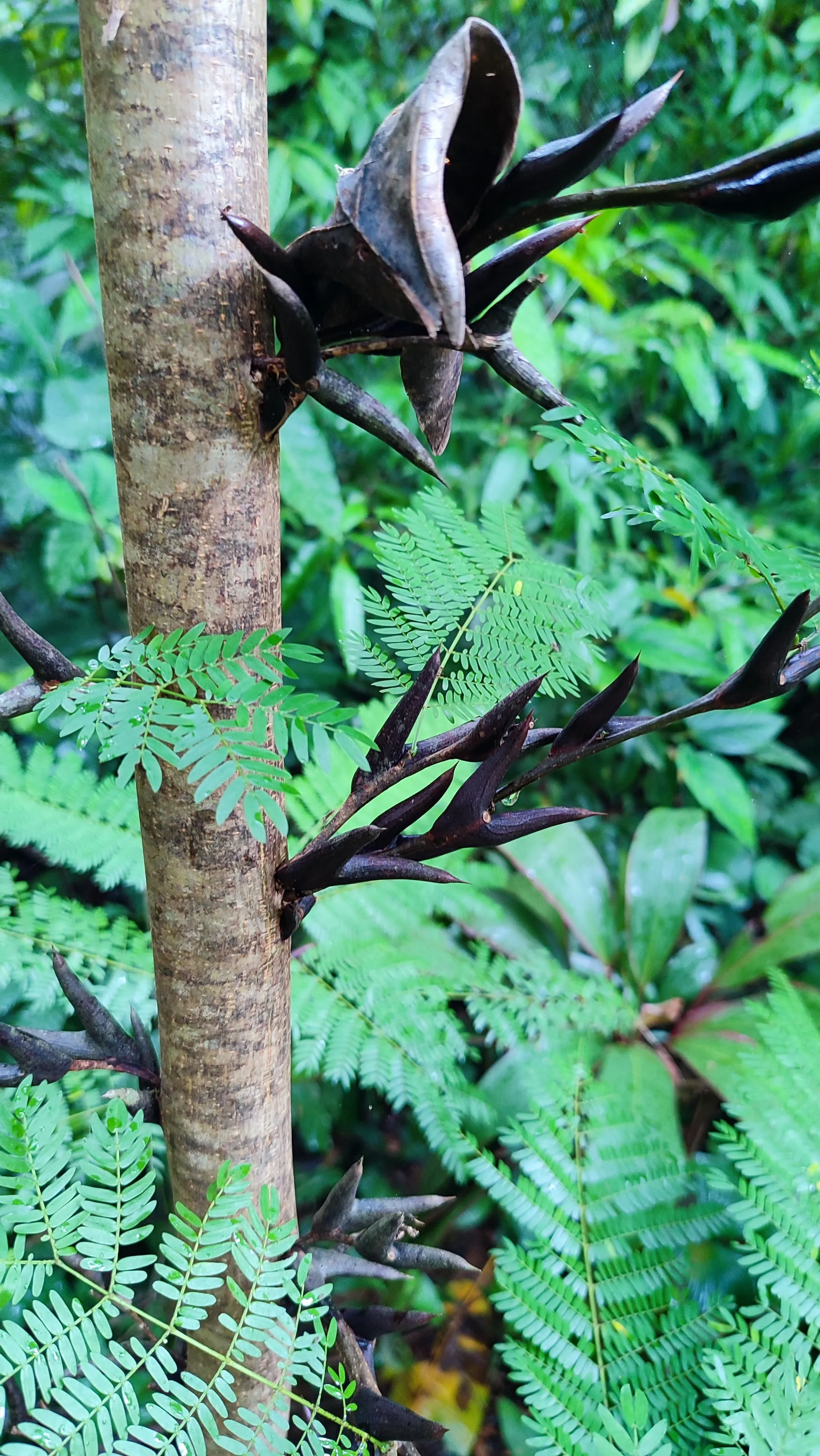 Ant Acacia, angry ants running over its leaves