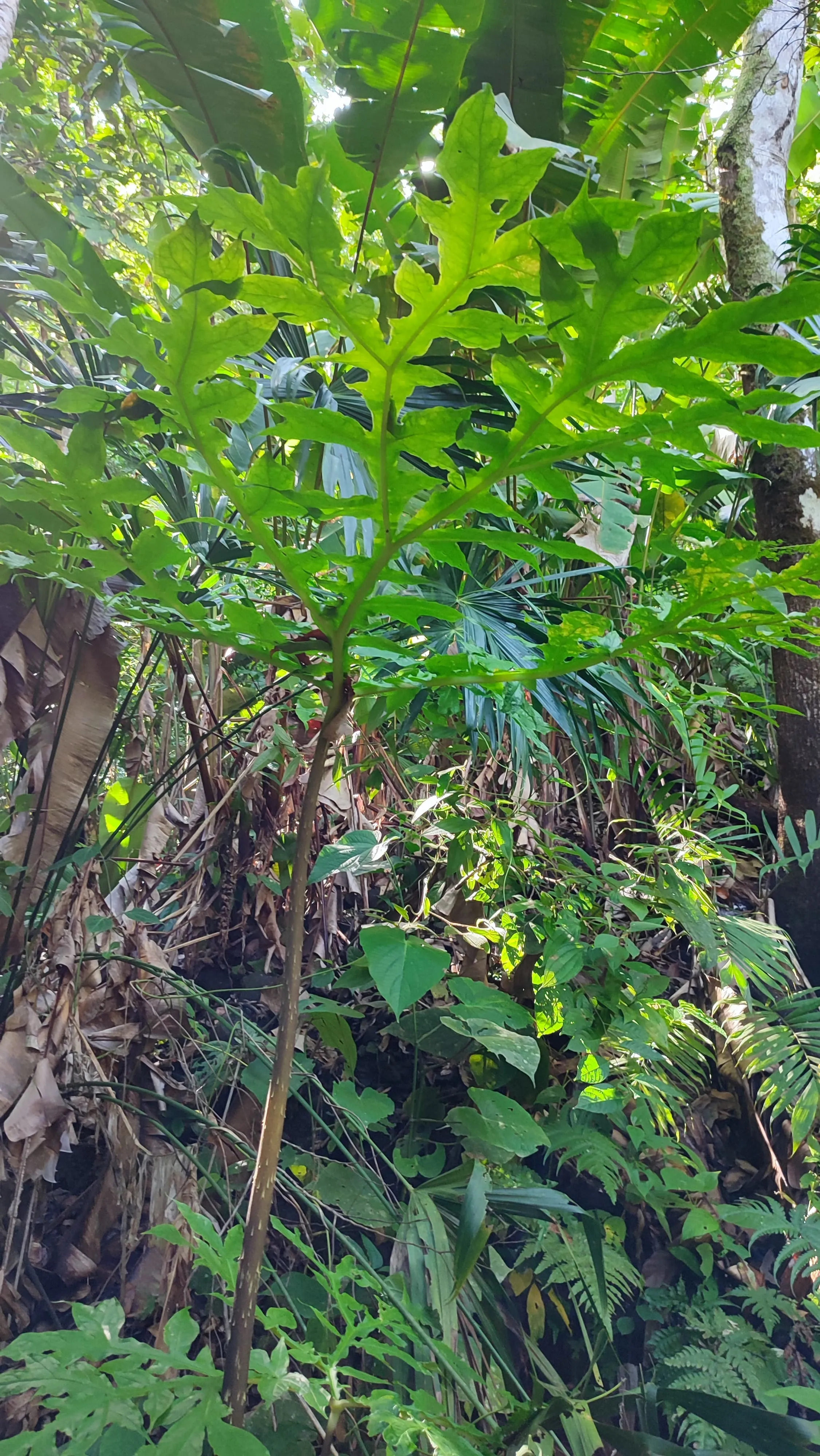 Dracontium soconoscum