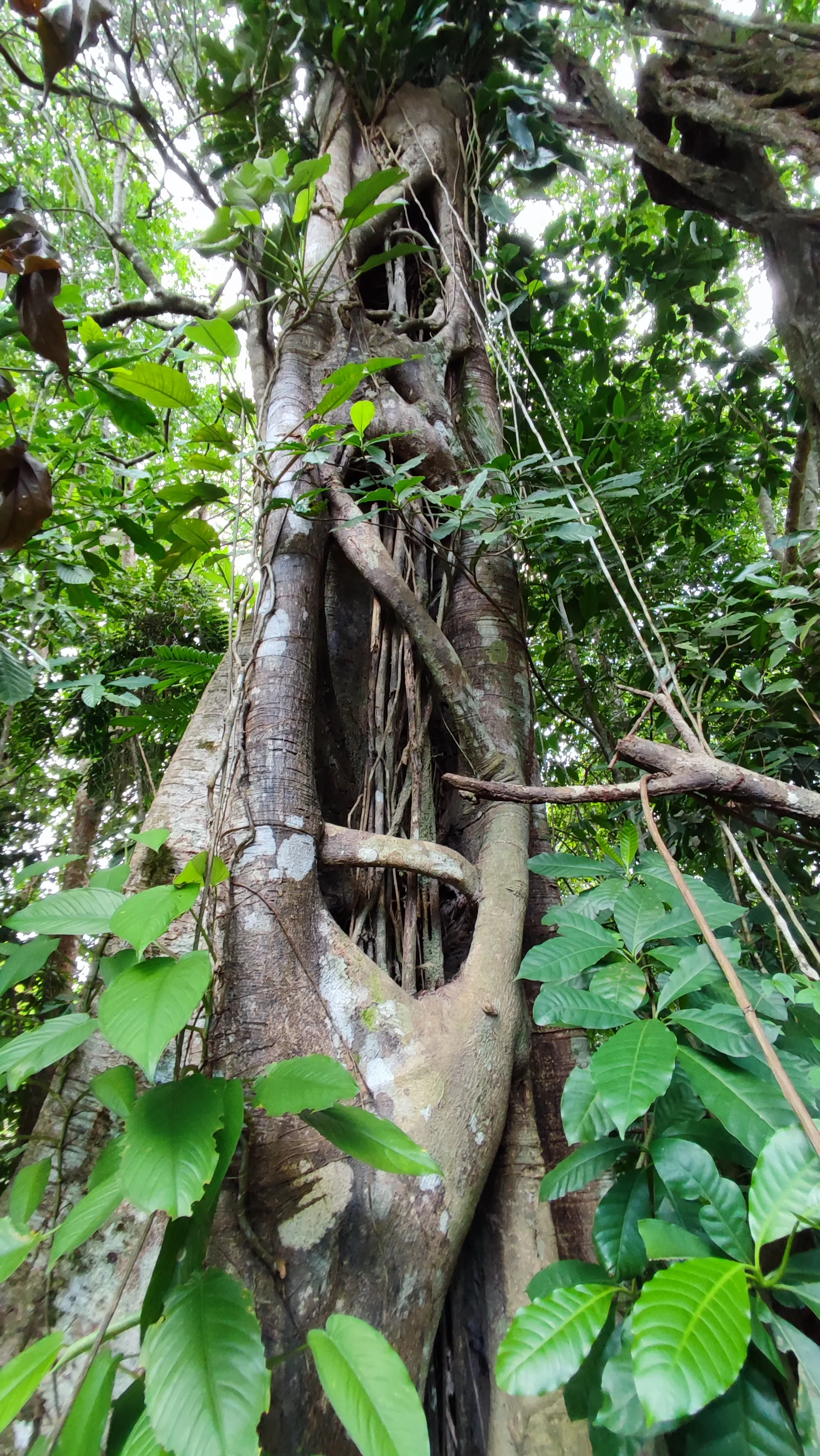 ficus aurea or strangler fig