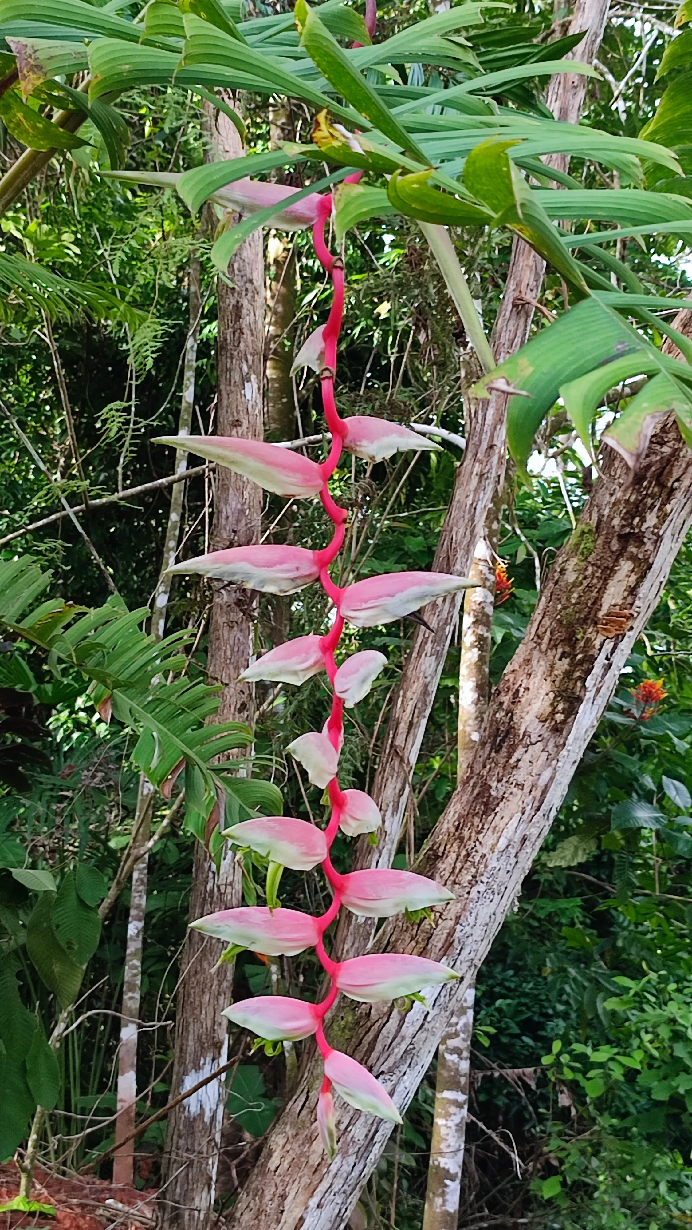 heliconia Chartacea