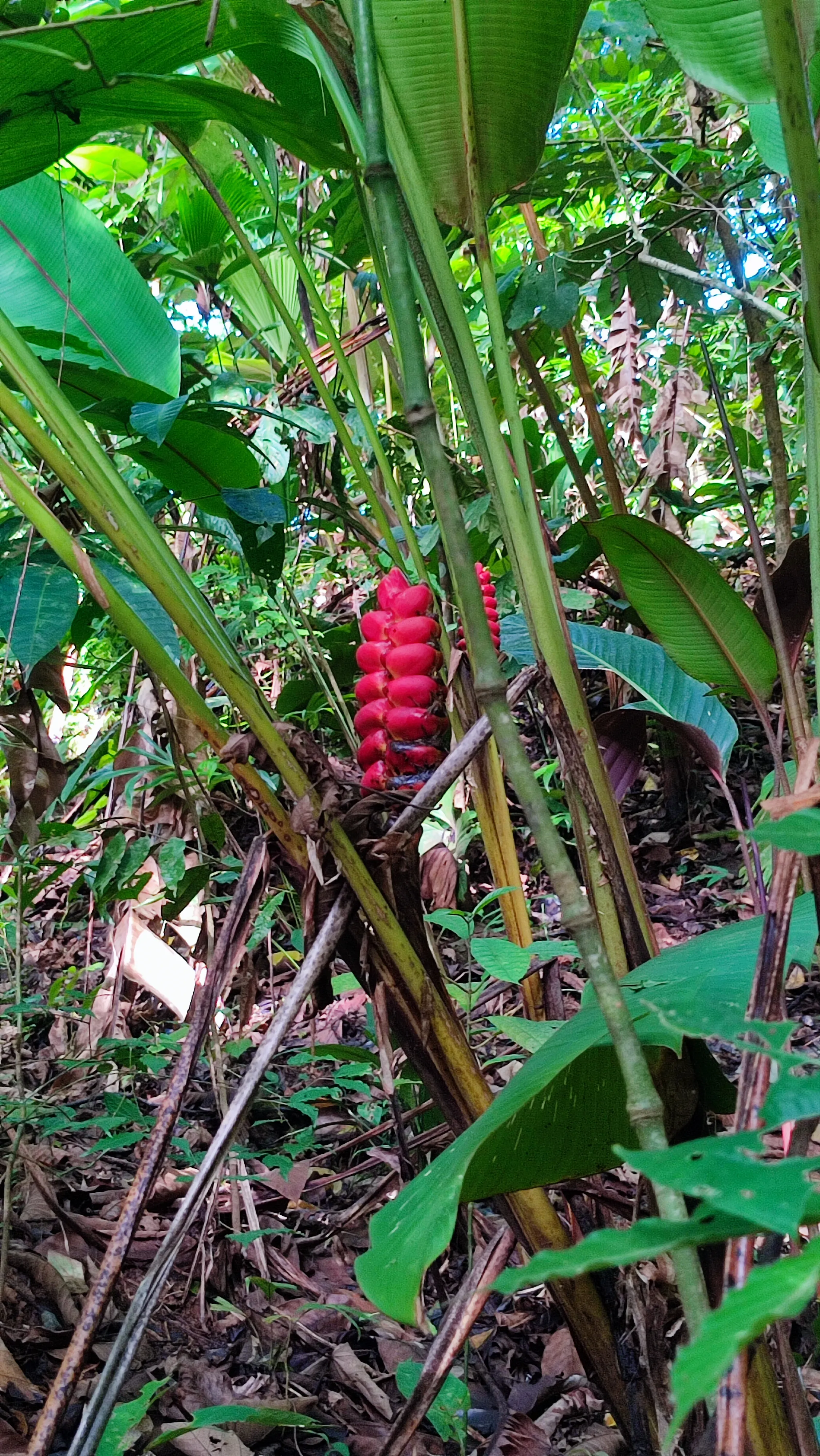 heliconia Imbricata