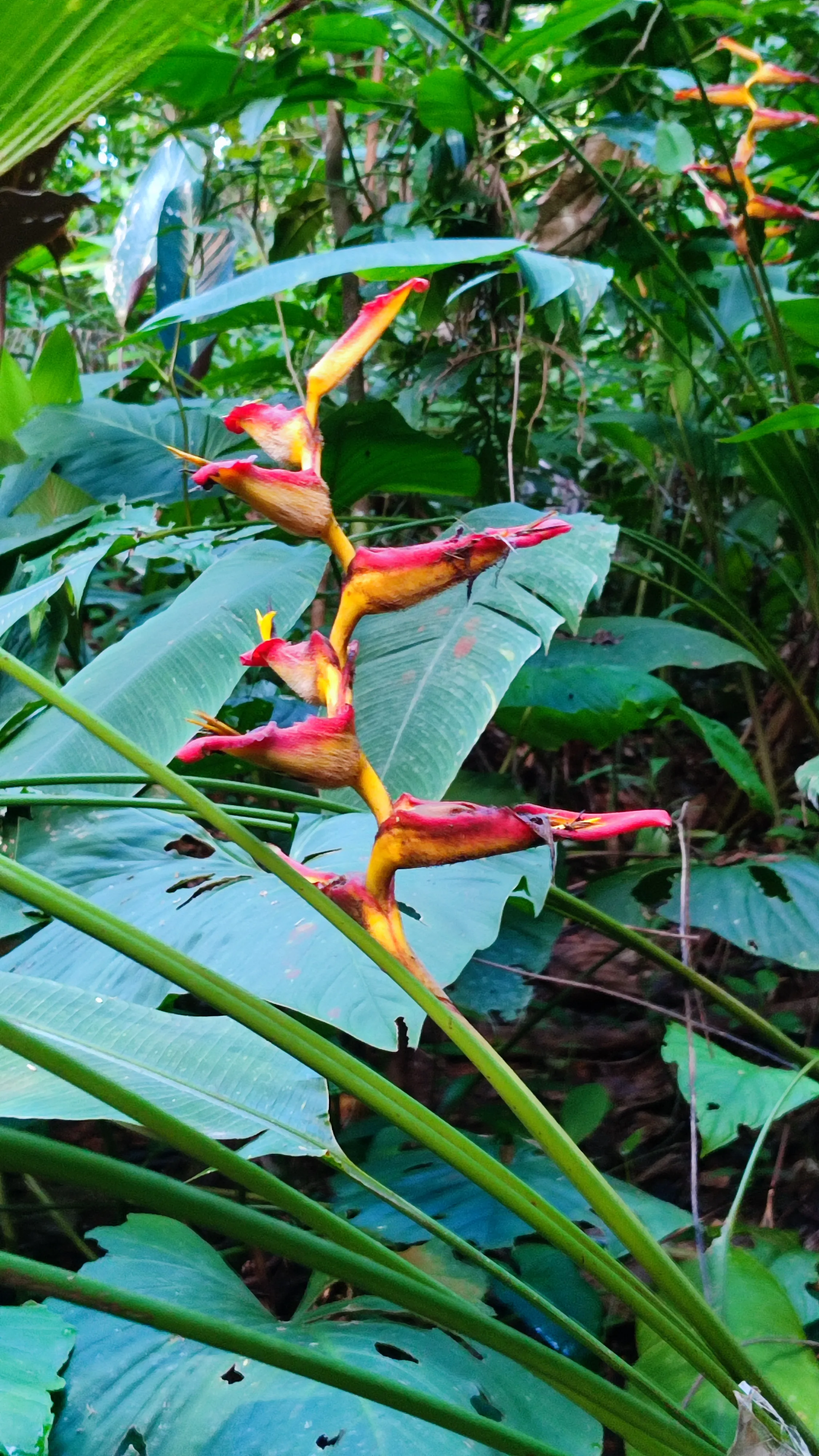heliconia irrasa