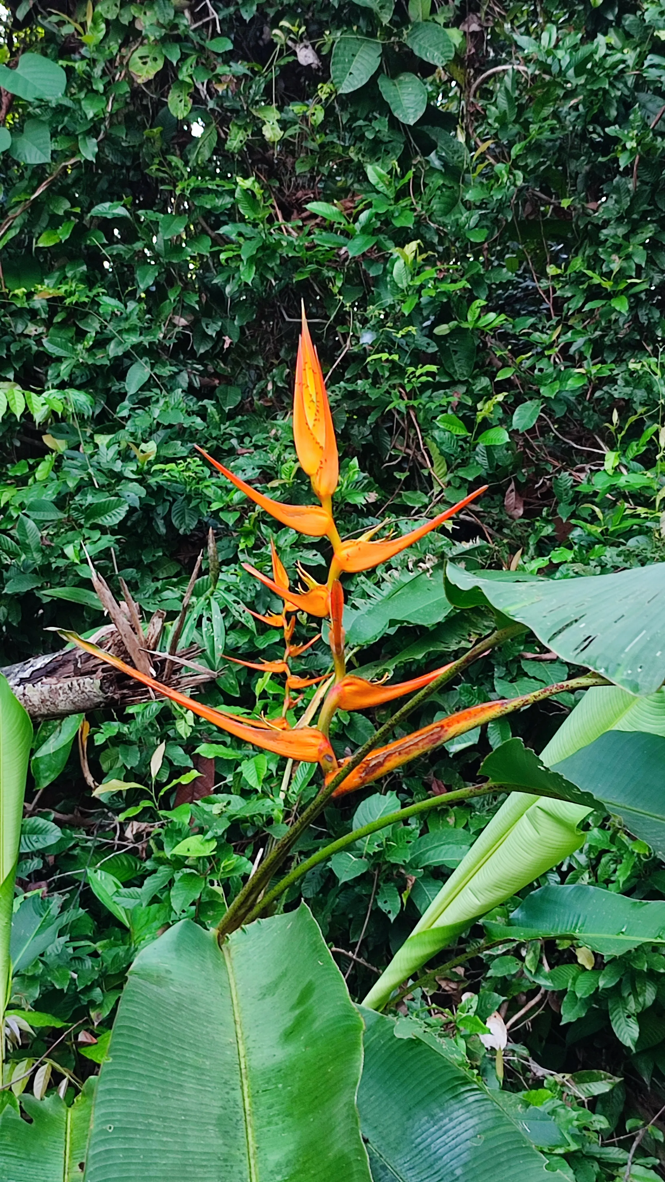 heliconia Latisphata