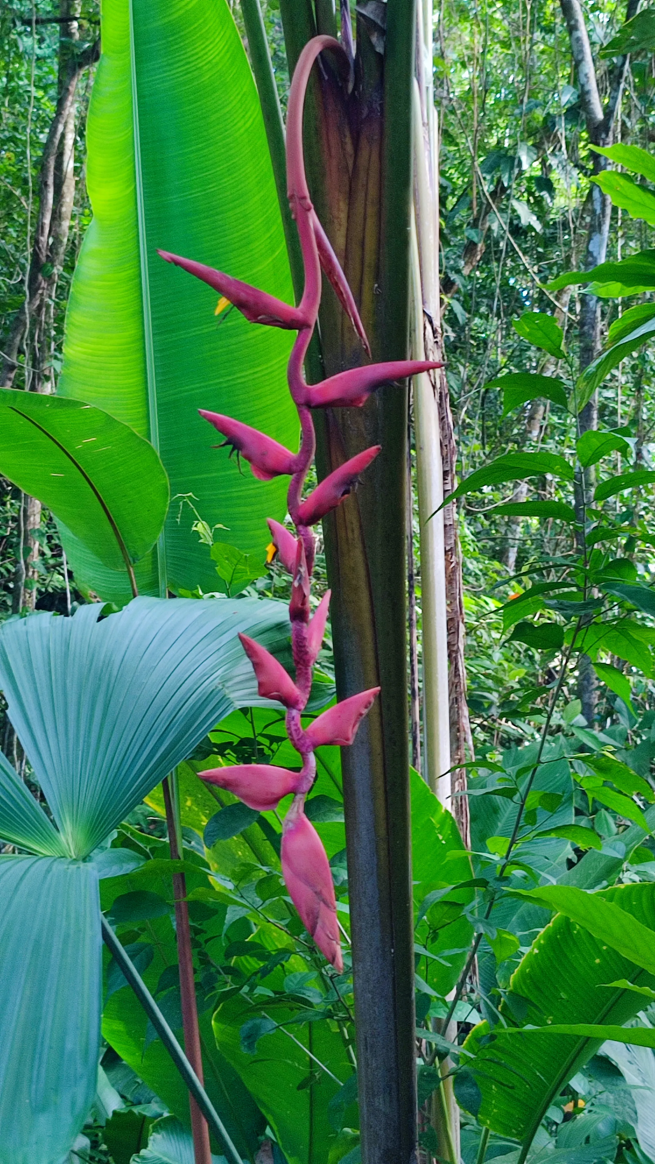 heliconia longa