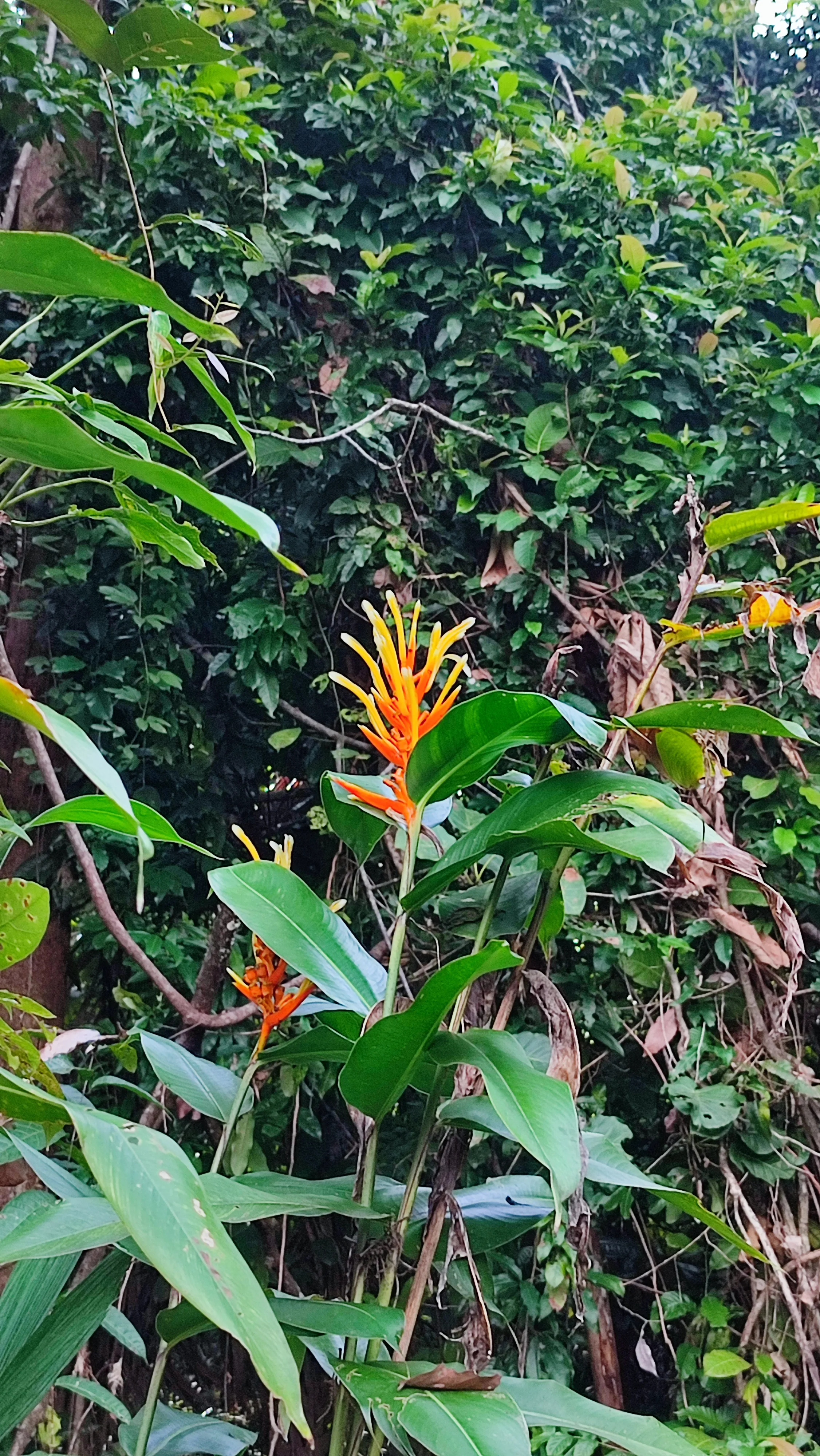 heliconia longiflora