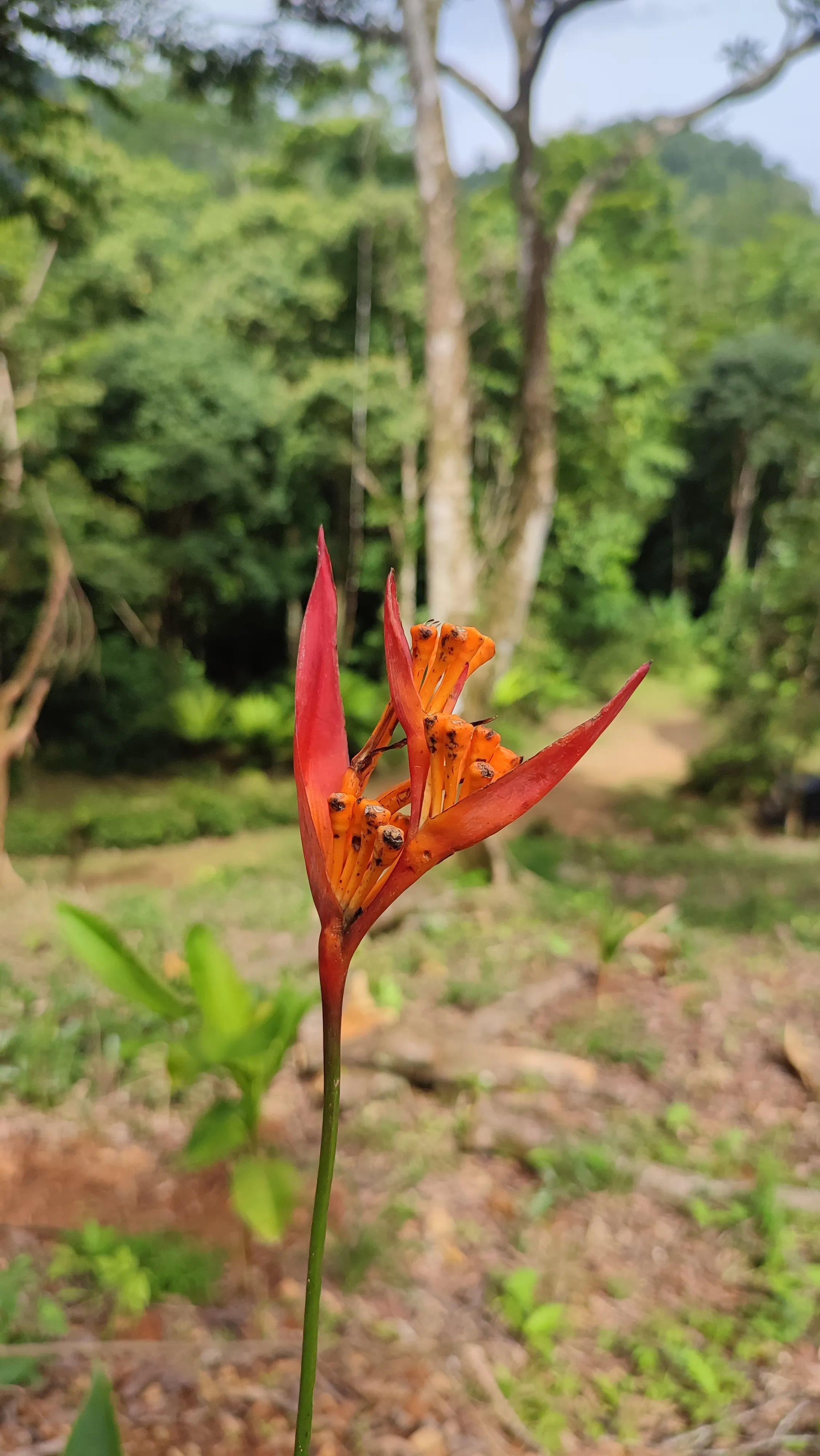 heliconia psittacorum