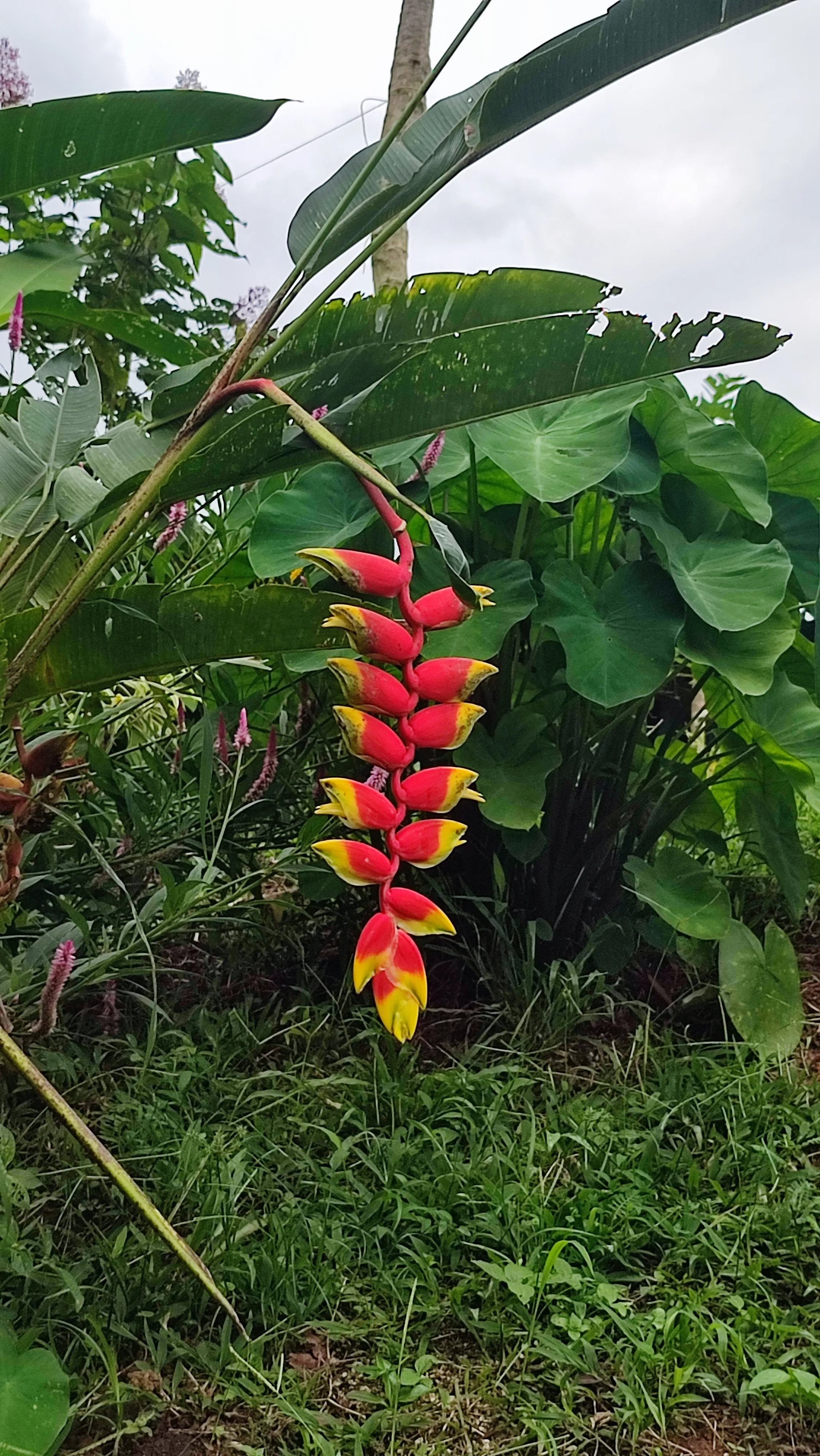 heliconia rostrata