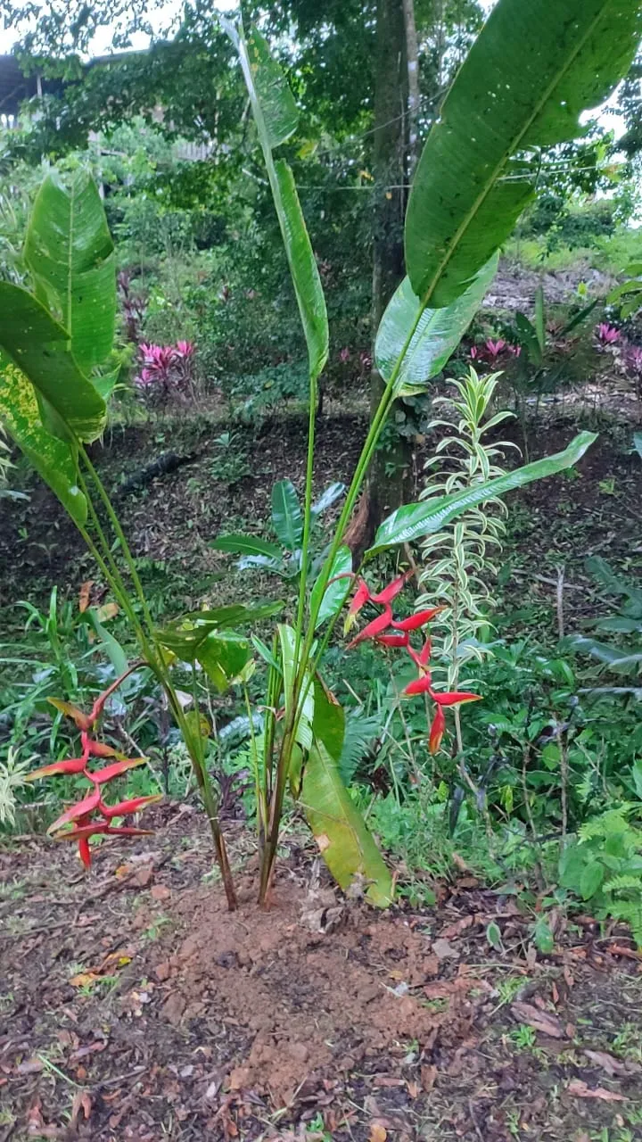 heliconia Trichocarpa