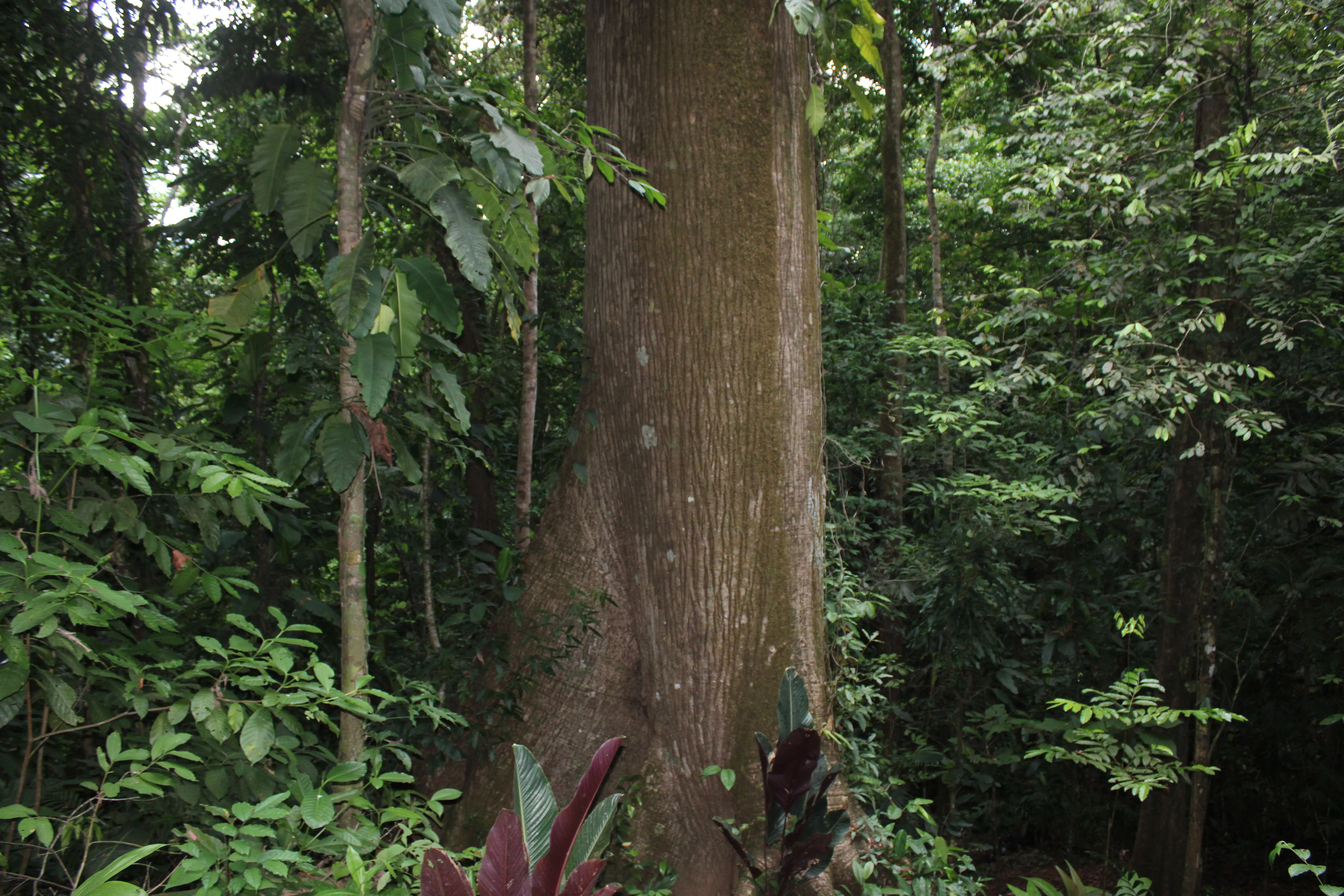 kapok tree over 100 meters high and over 300 years old