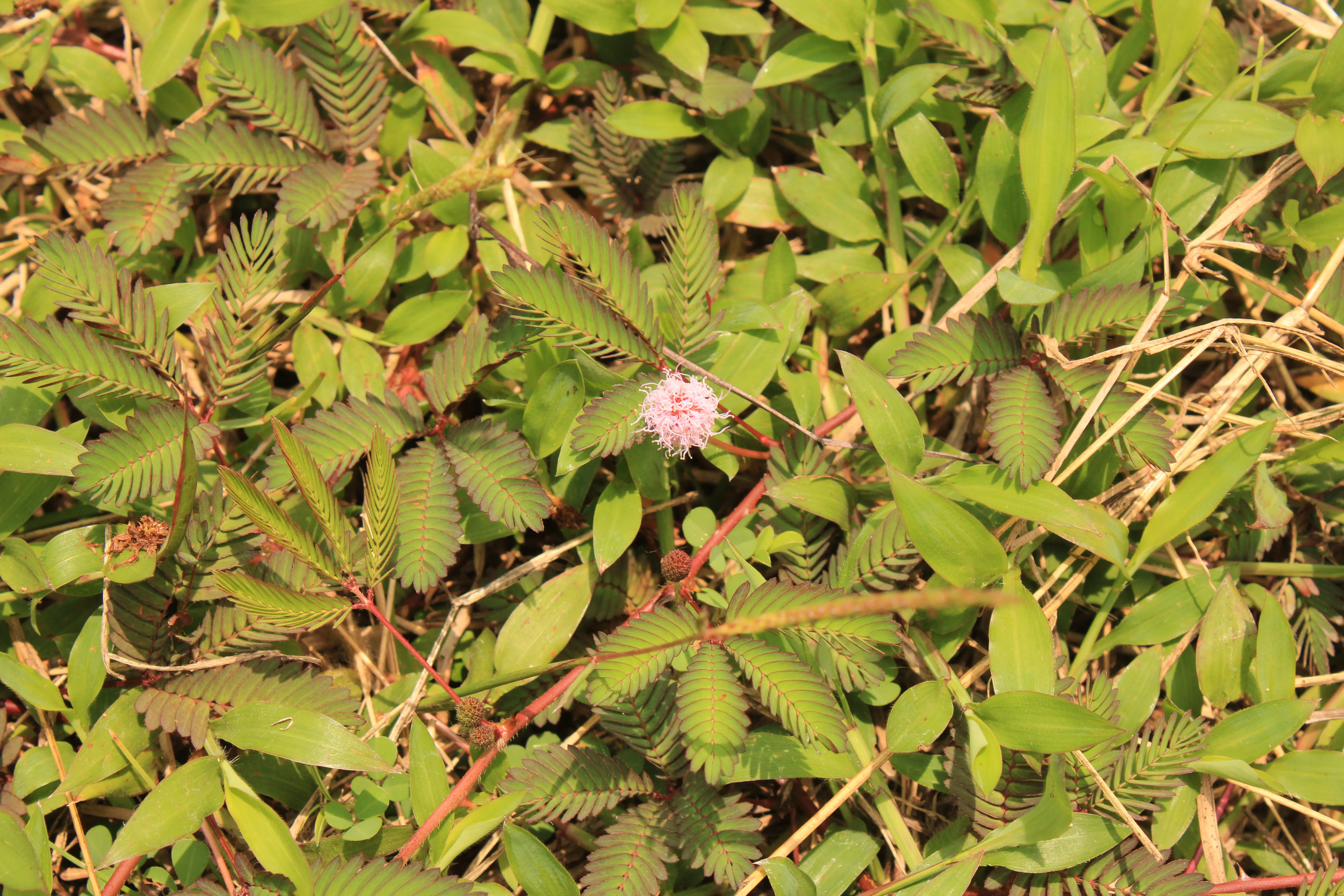 mimosa pudica