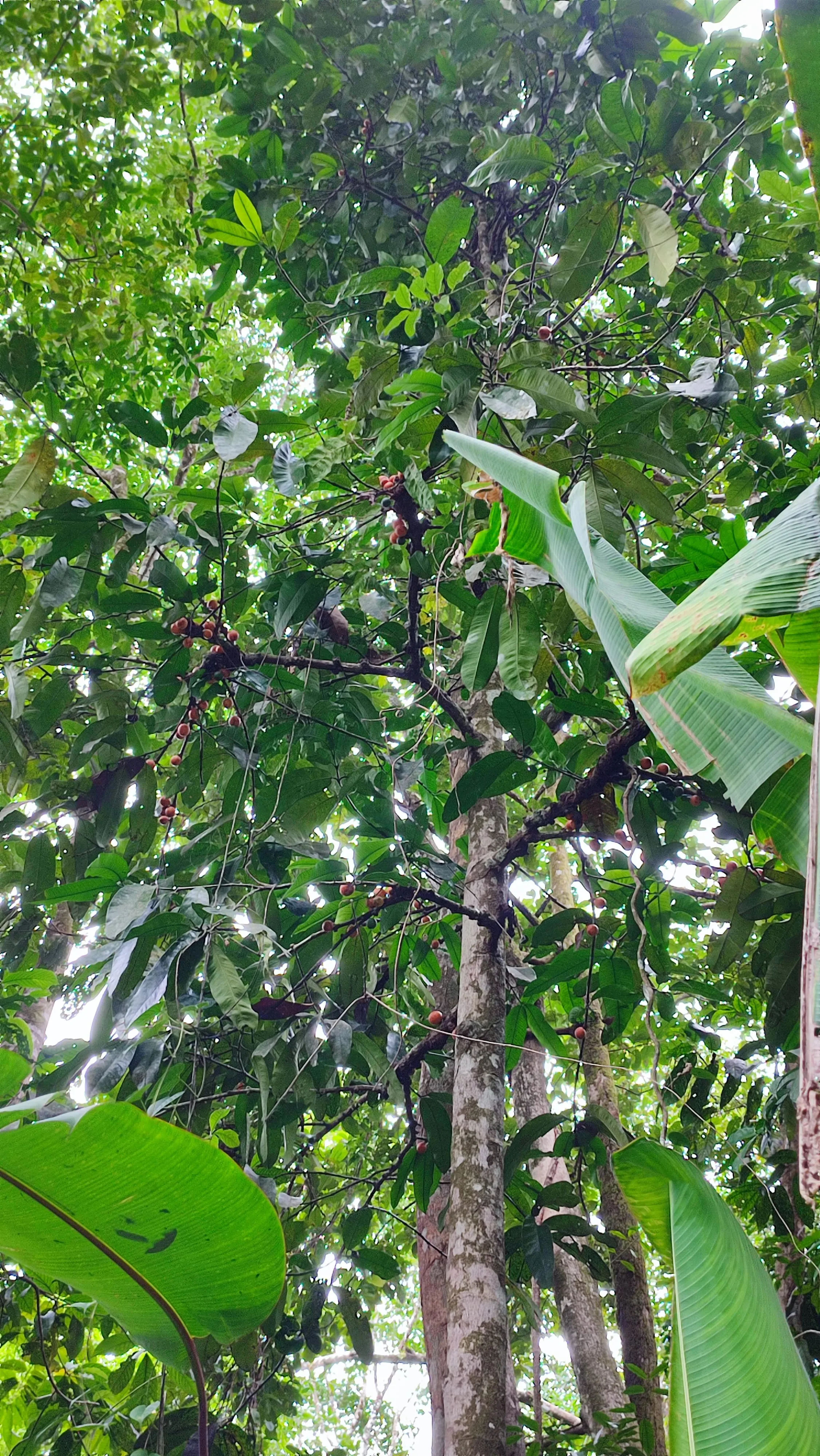 Monkey Apple